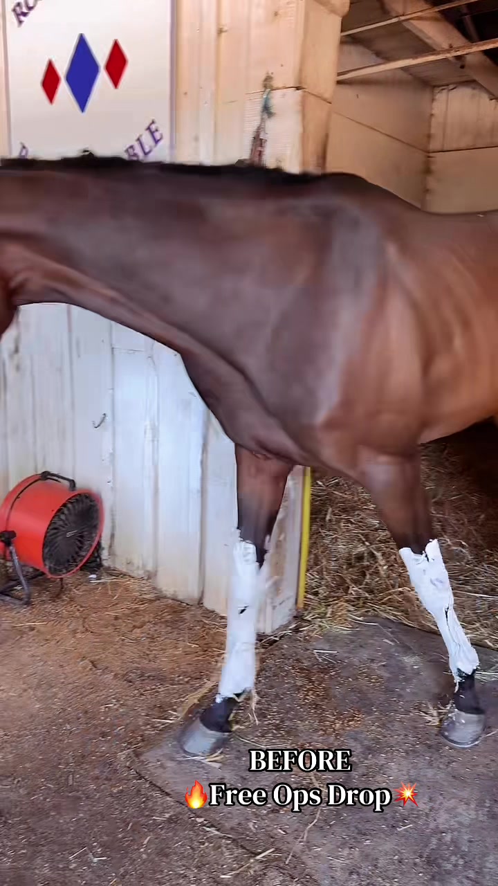 @Danigurl🦮🏇🌅