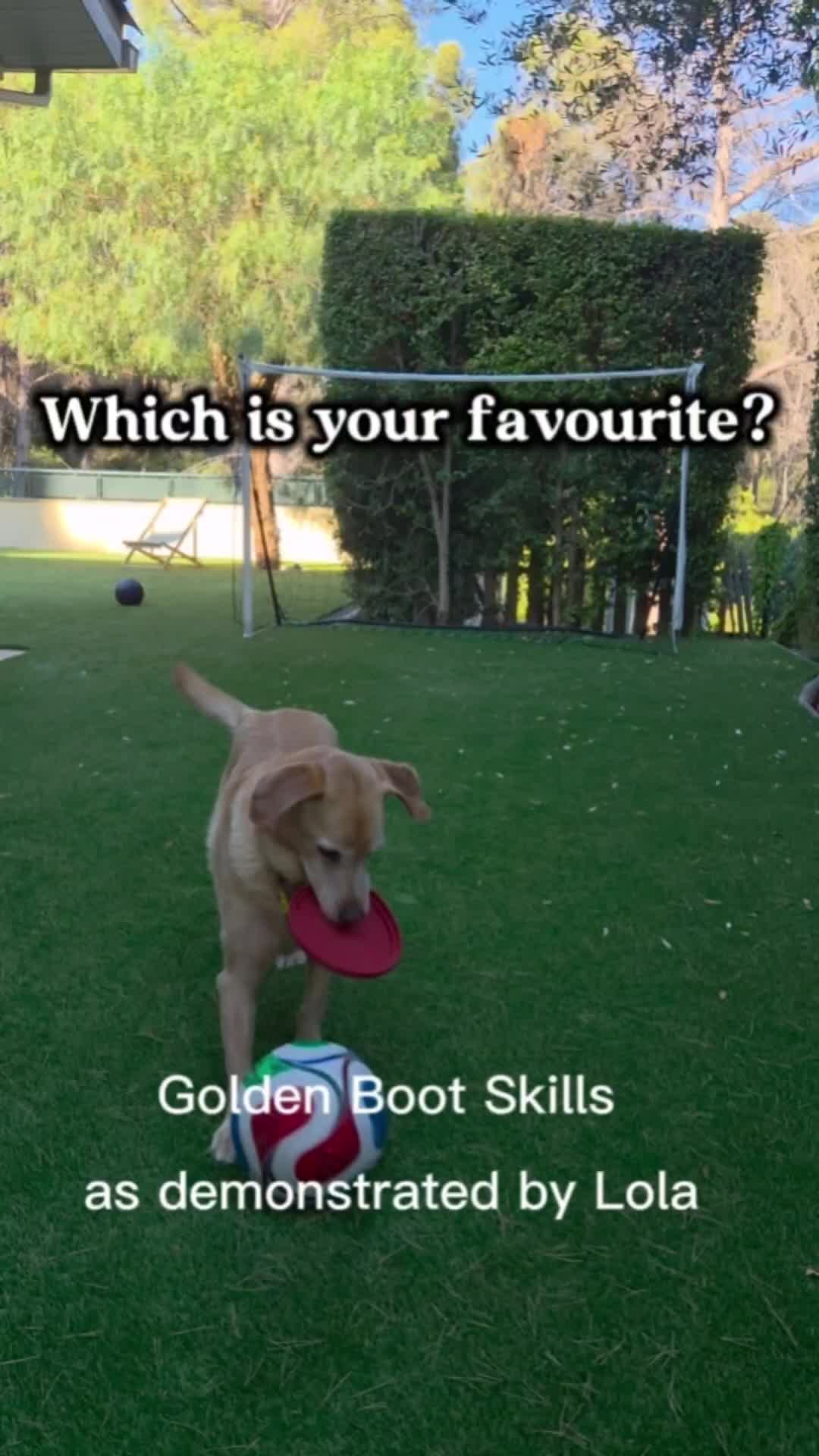 @MessiPaws