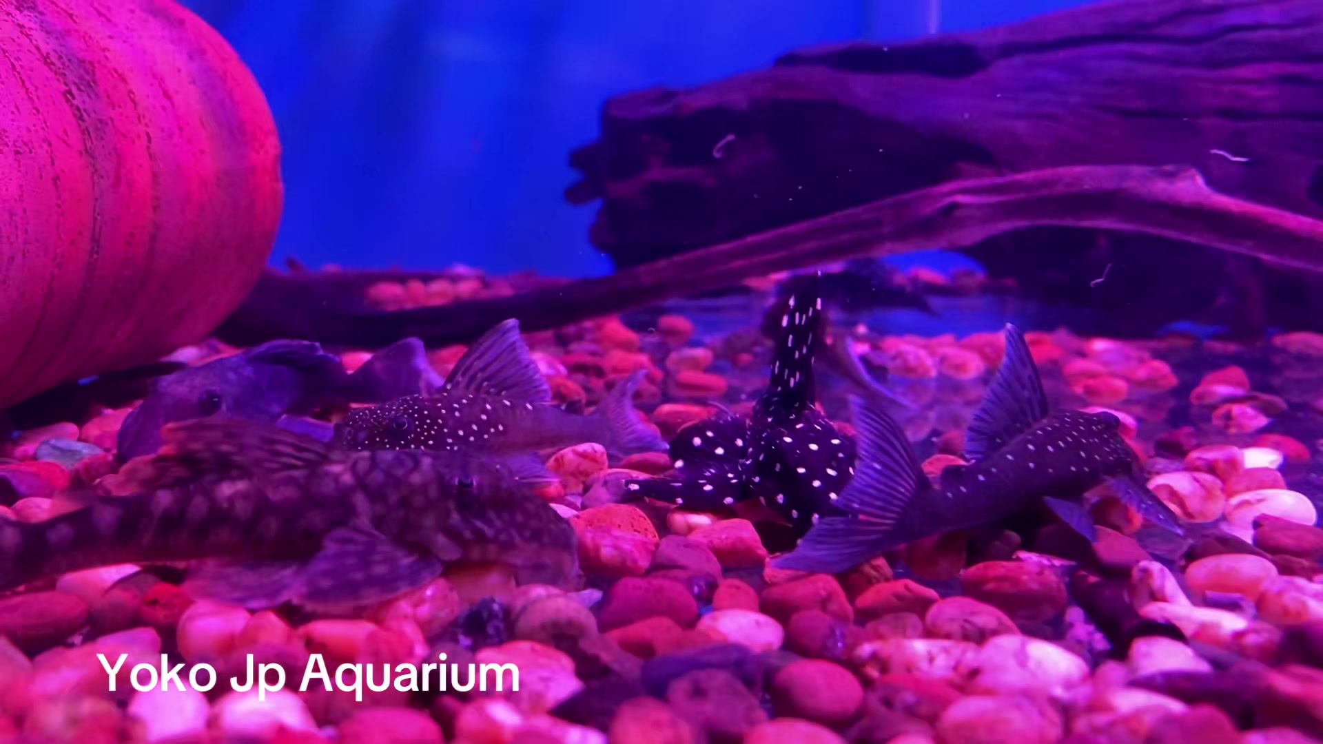 @Yoko JP Aqurium