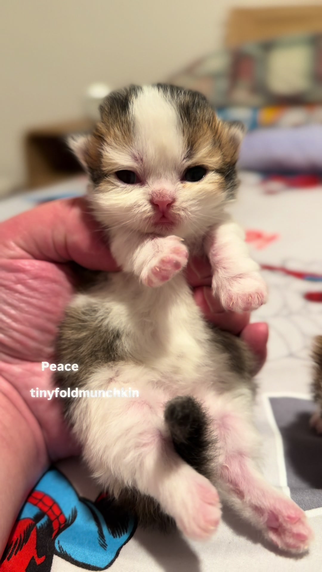 @tinyfoldmunchkin