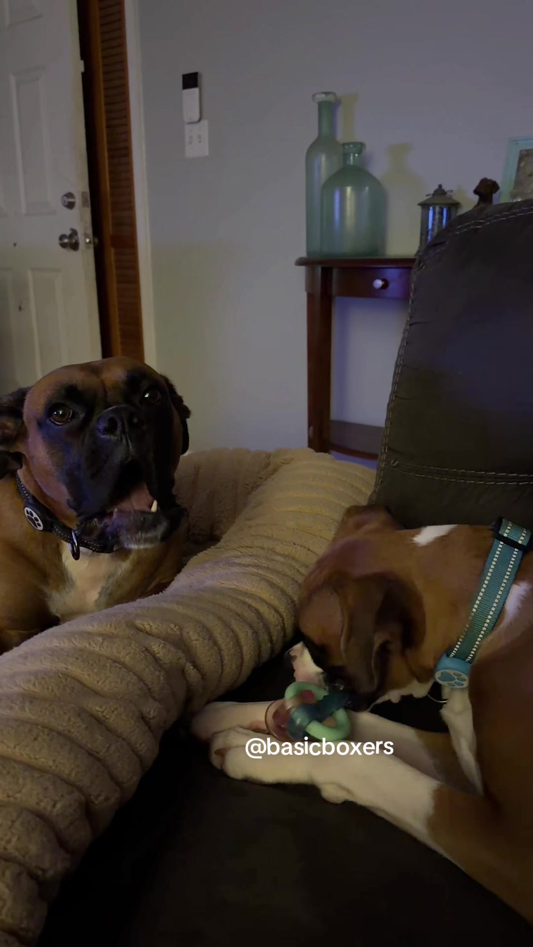 @basicboxers