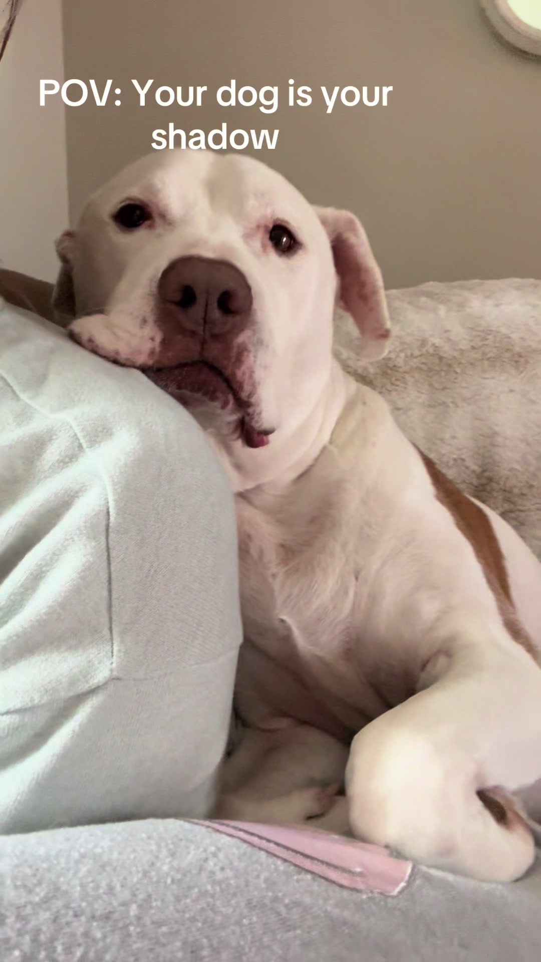 @DIOJI.the.DOG