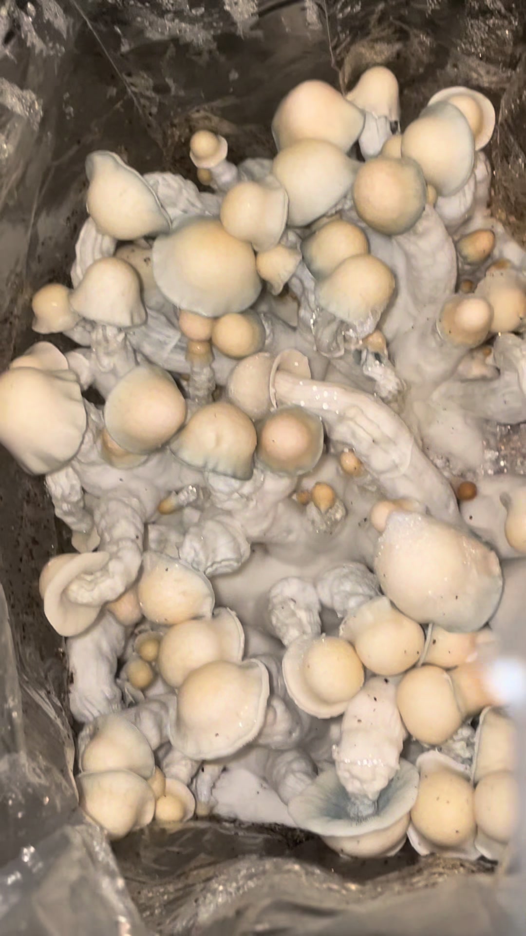 @707mycology
