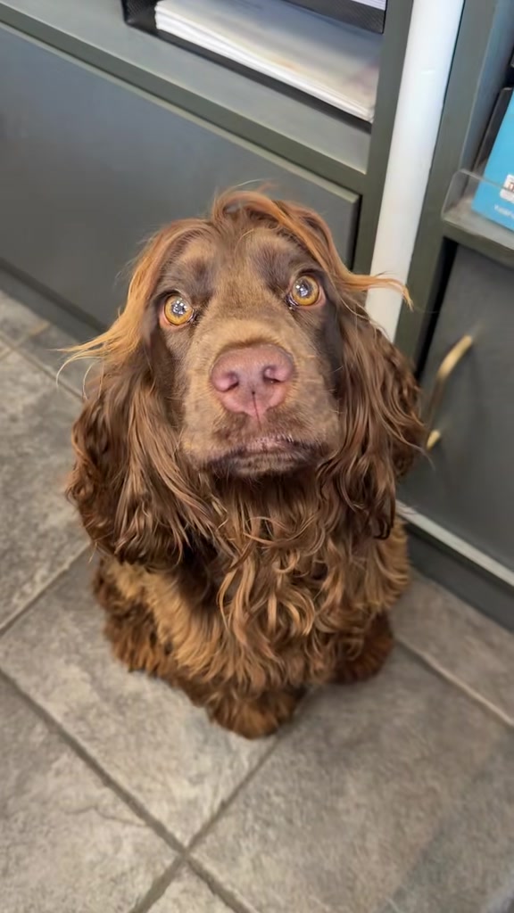@Yoshi_der_Schokococker