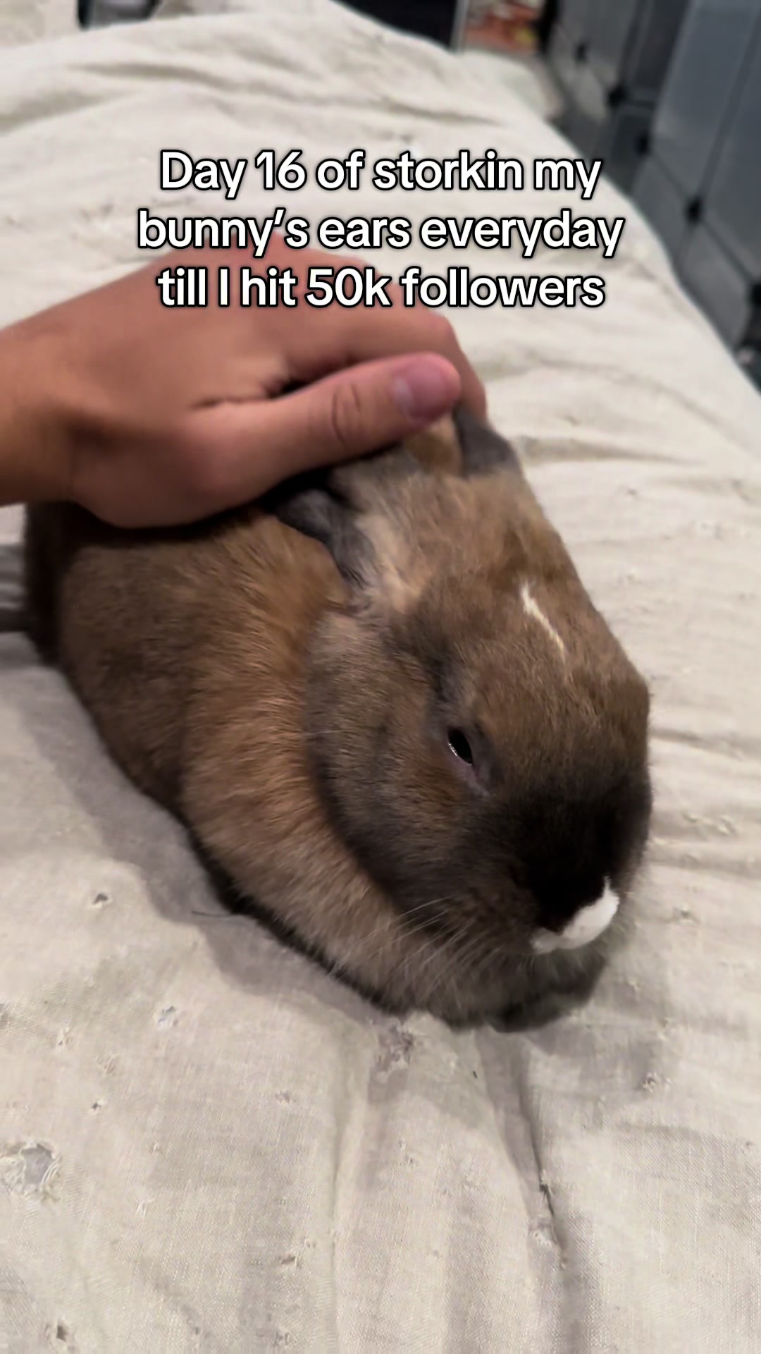 @honeythebunny24