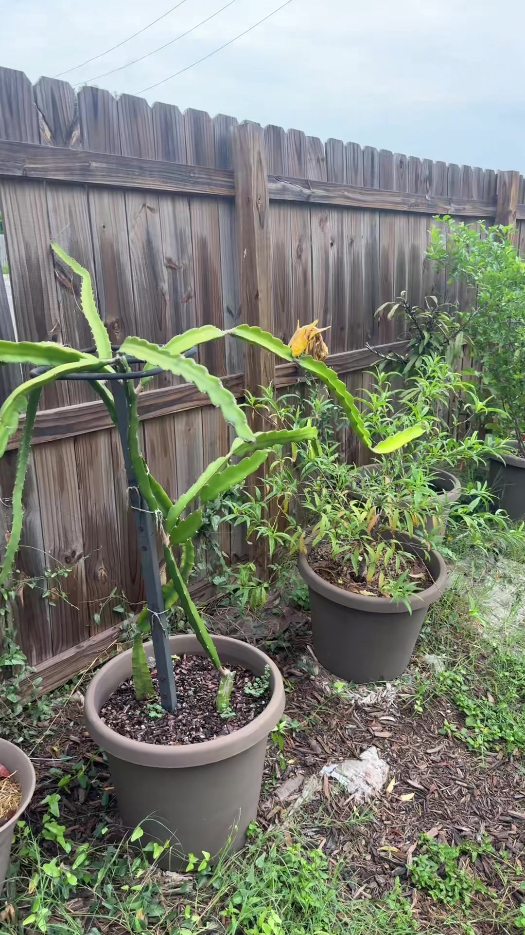 @themagicvalleygardener