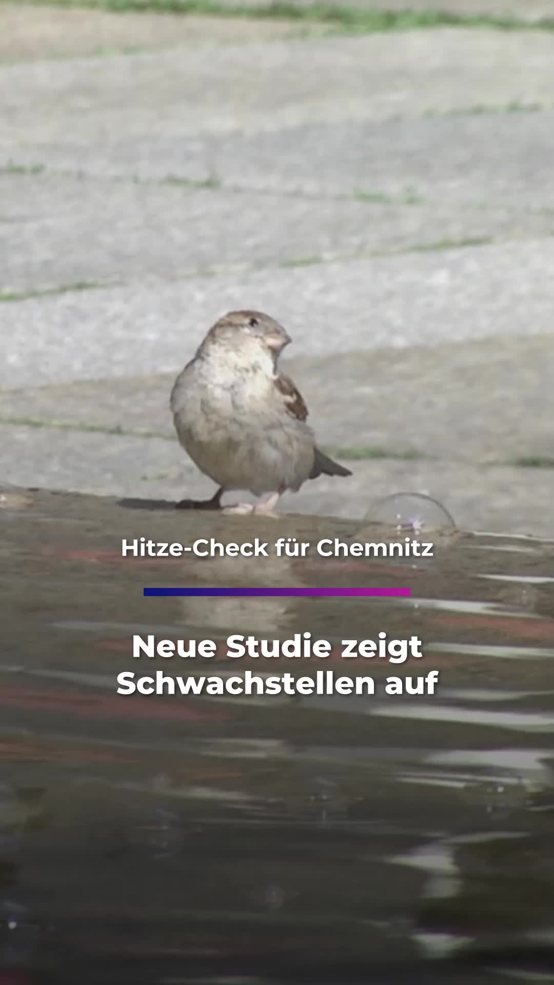 @Sachsen Fernsehen