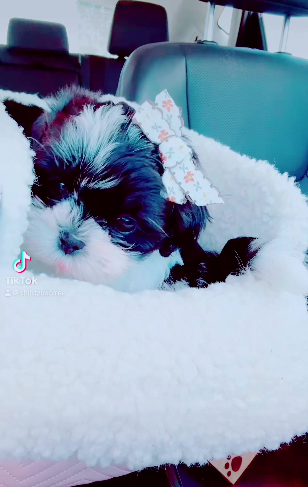 @SHIHTZU SOIRÉE