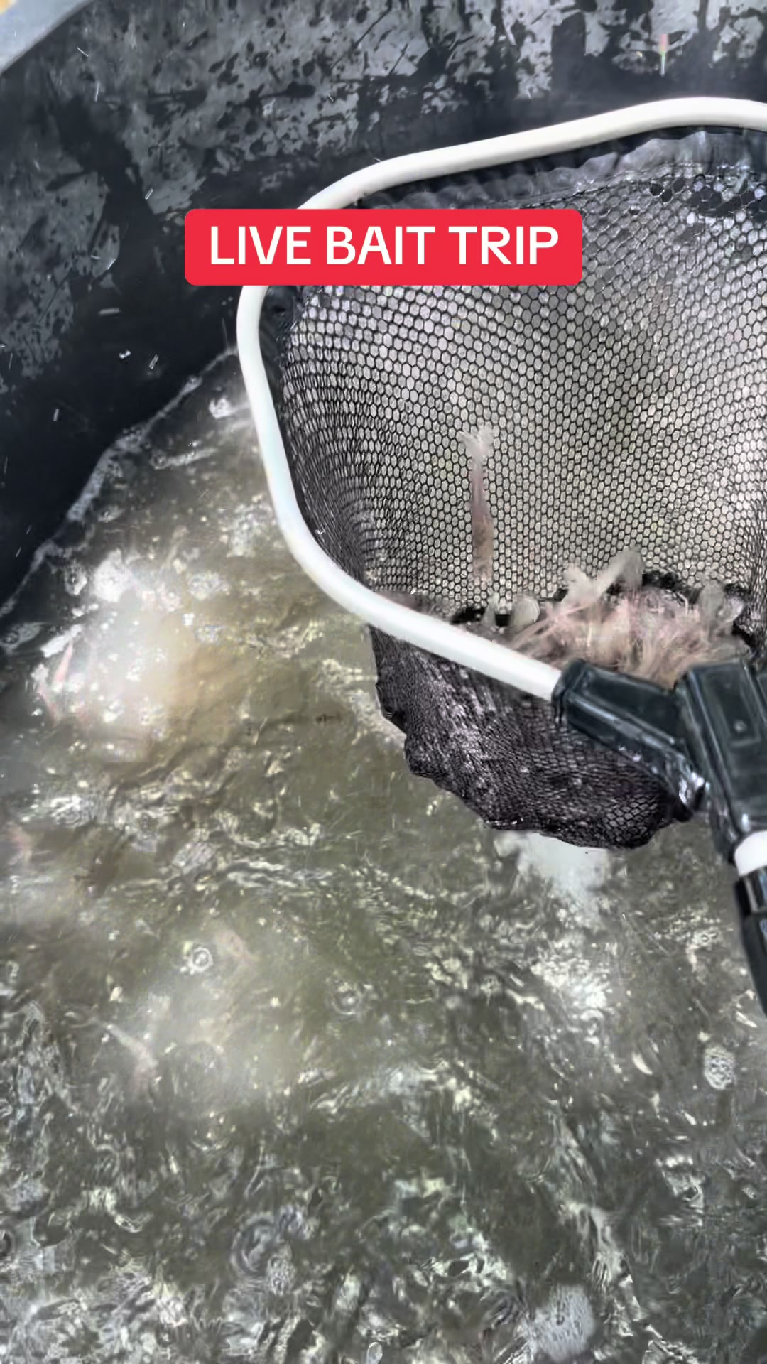 @BeaufortSC_Bait