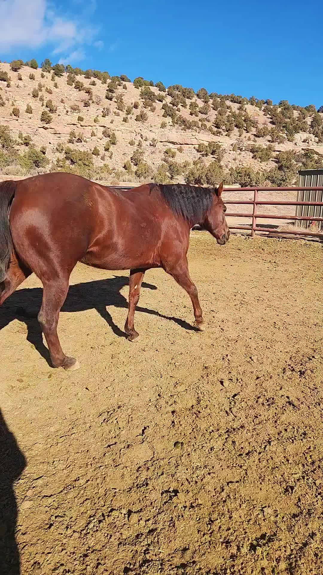 @Bettybarrelracer