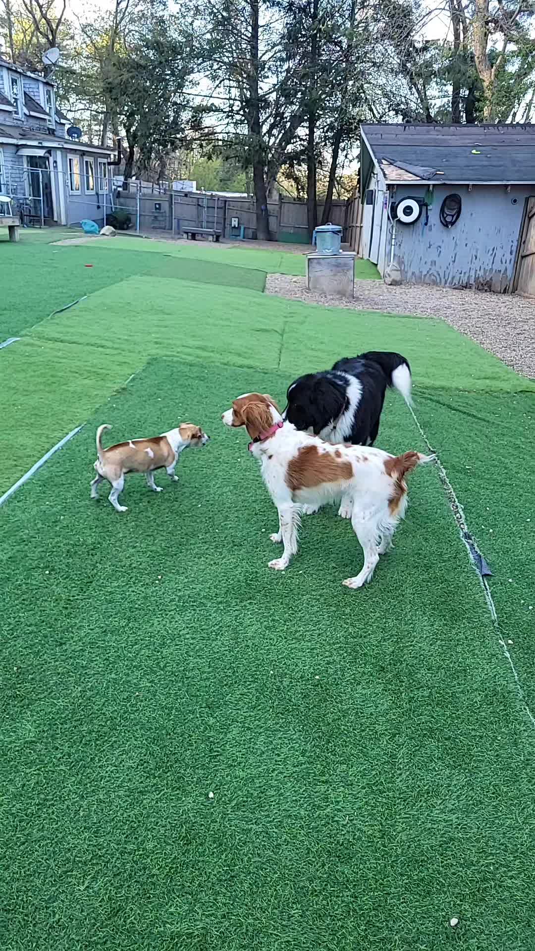 @Magicdogland.com