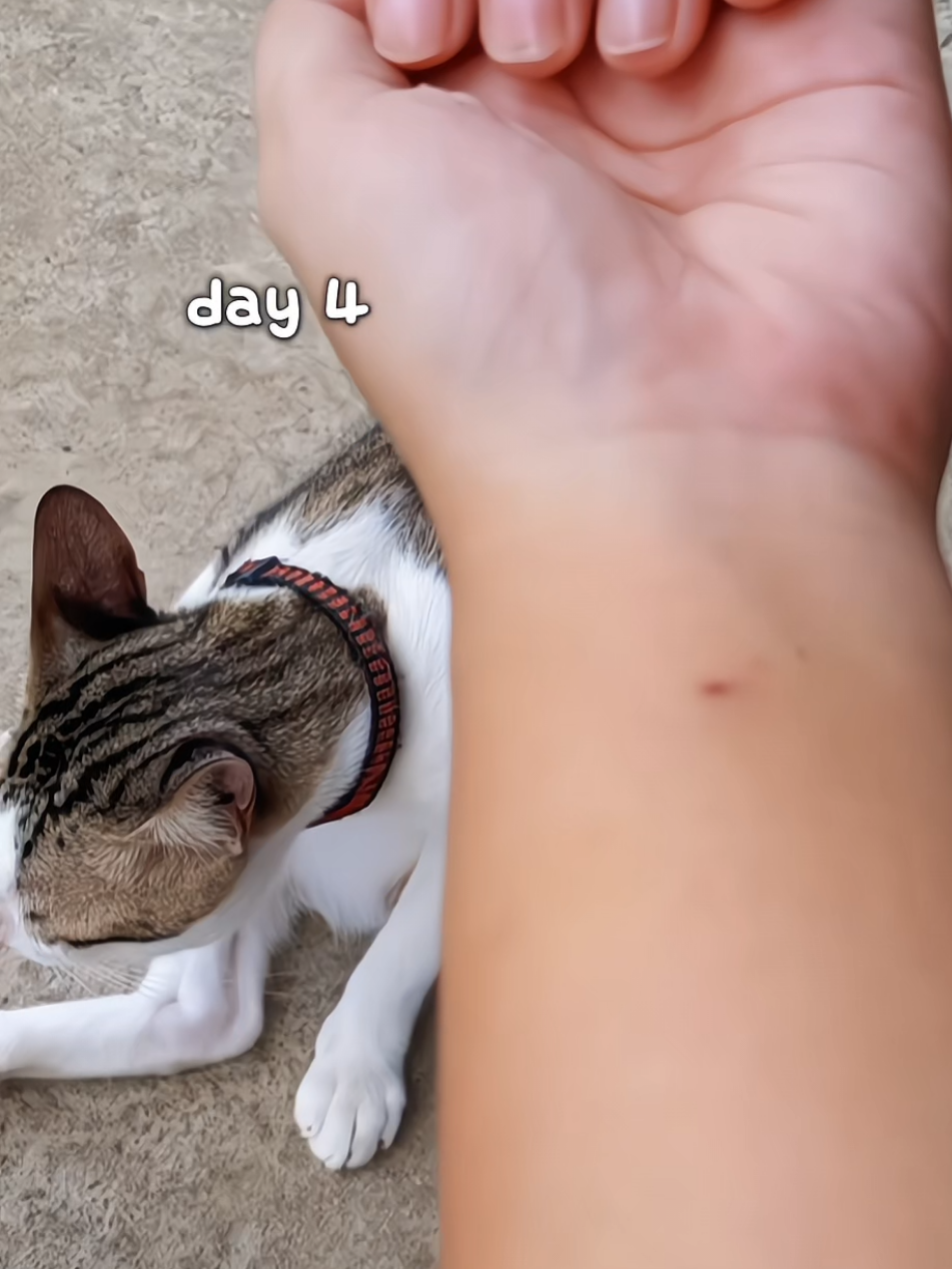 @nikka_mei | dailytabby