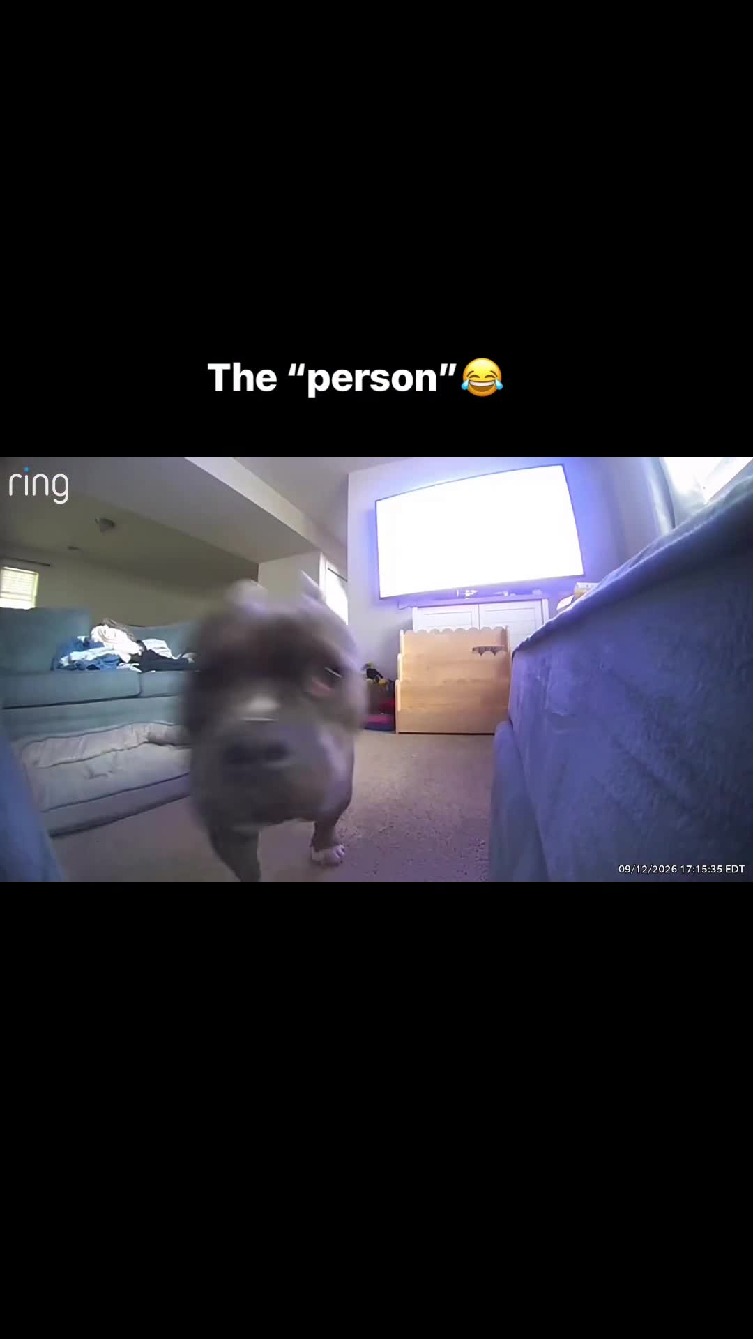@Gunner | Pocket Bully
