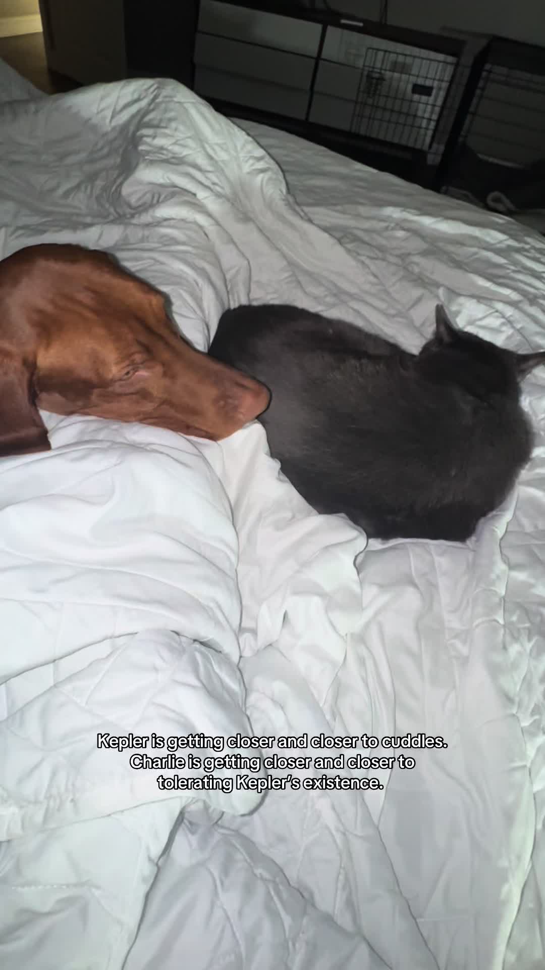 @Tycho the vizsla