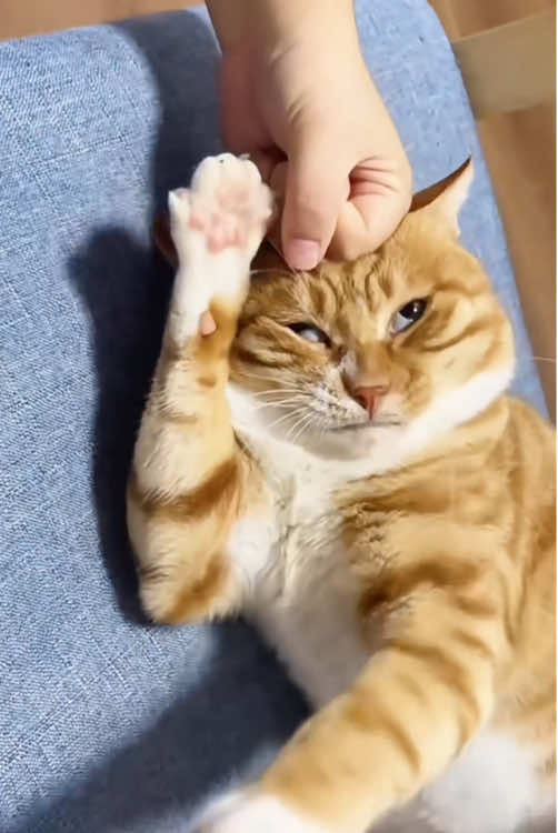 @funnyanimalvideo99