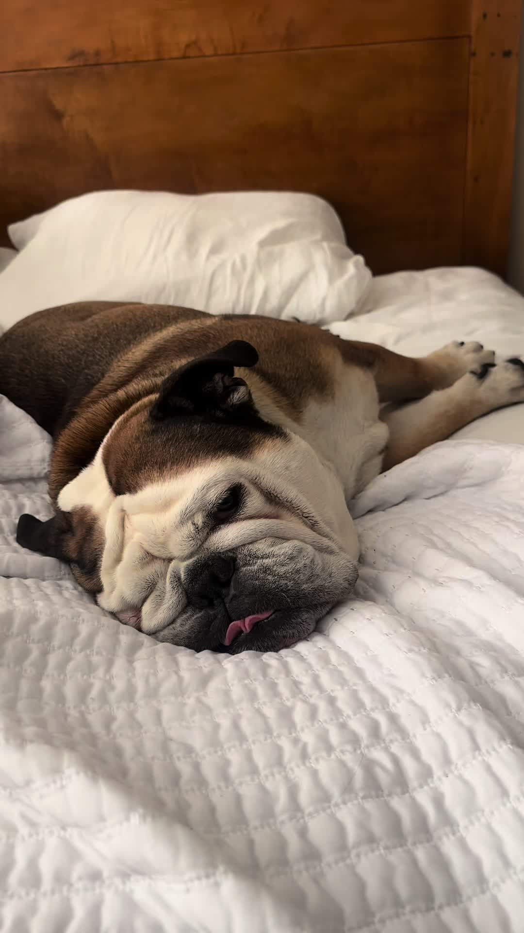@Taco 🐶🧿