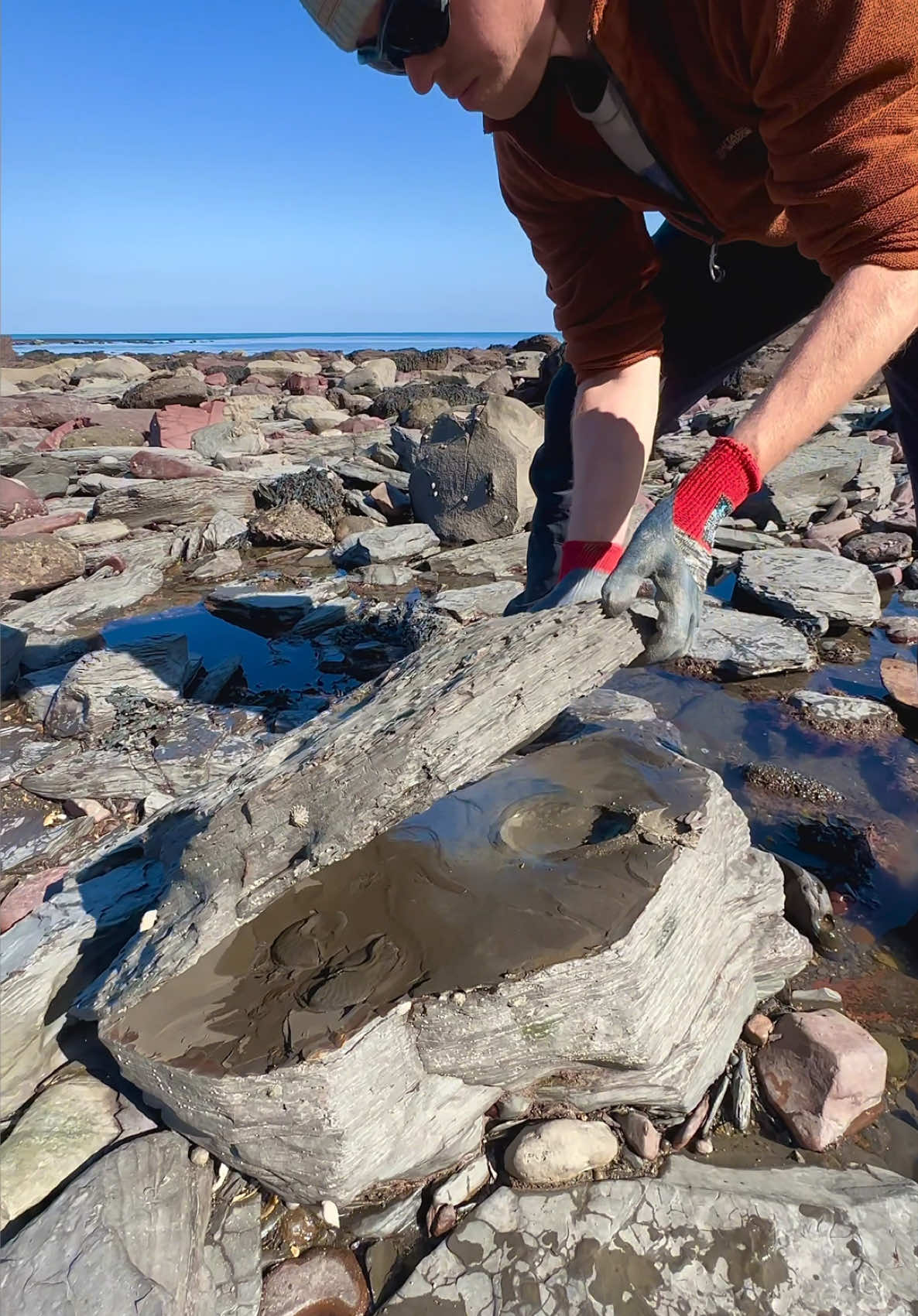@yorkshire.fossils