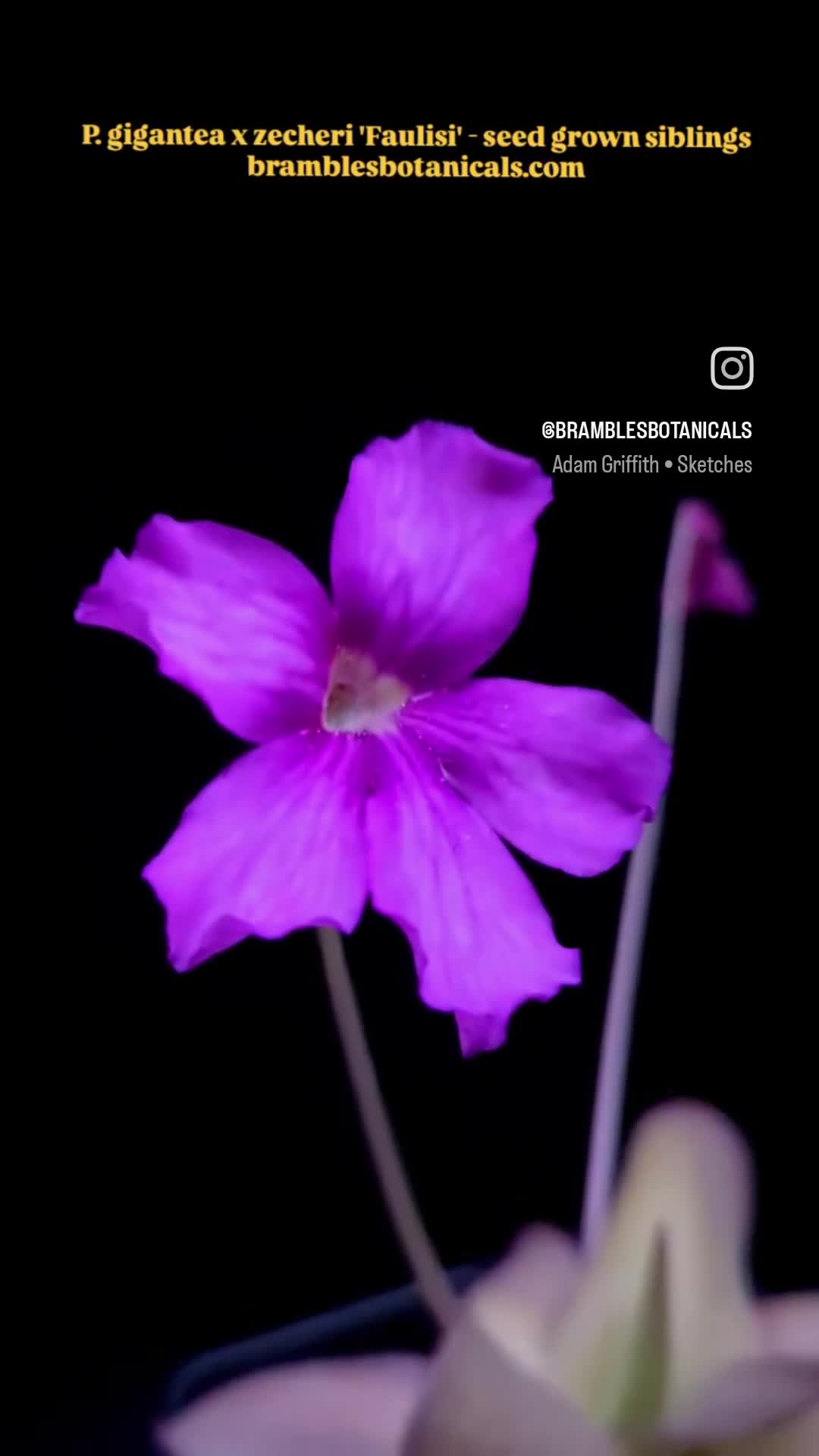 @bramblesbotanicals