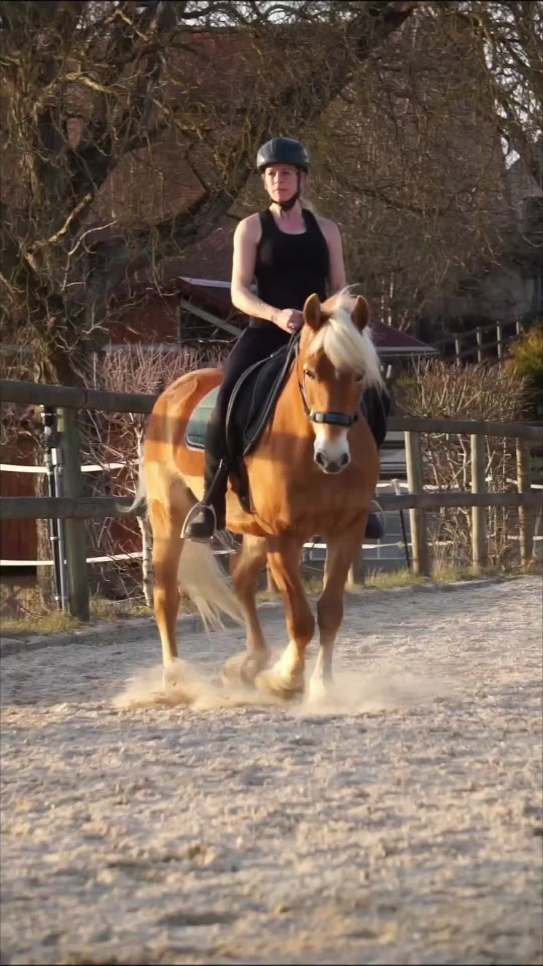 @Dreamhorse_Edelbluthaflinger