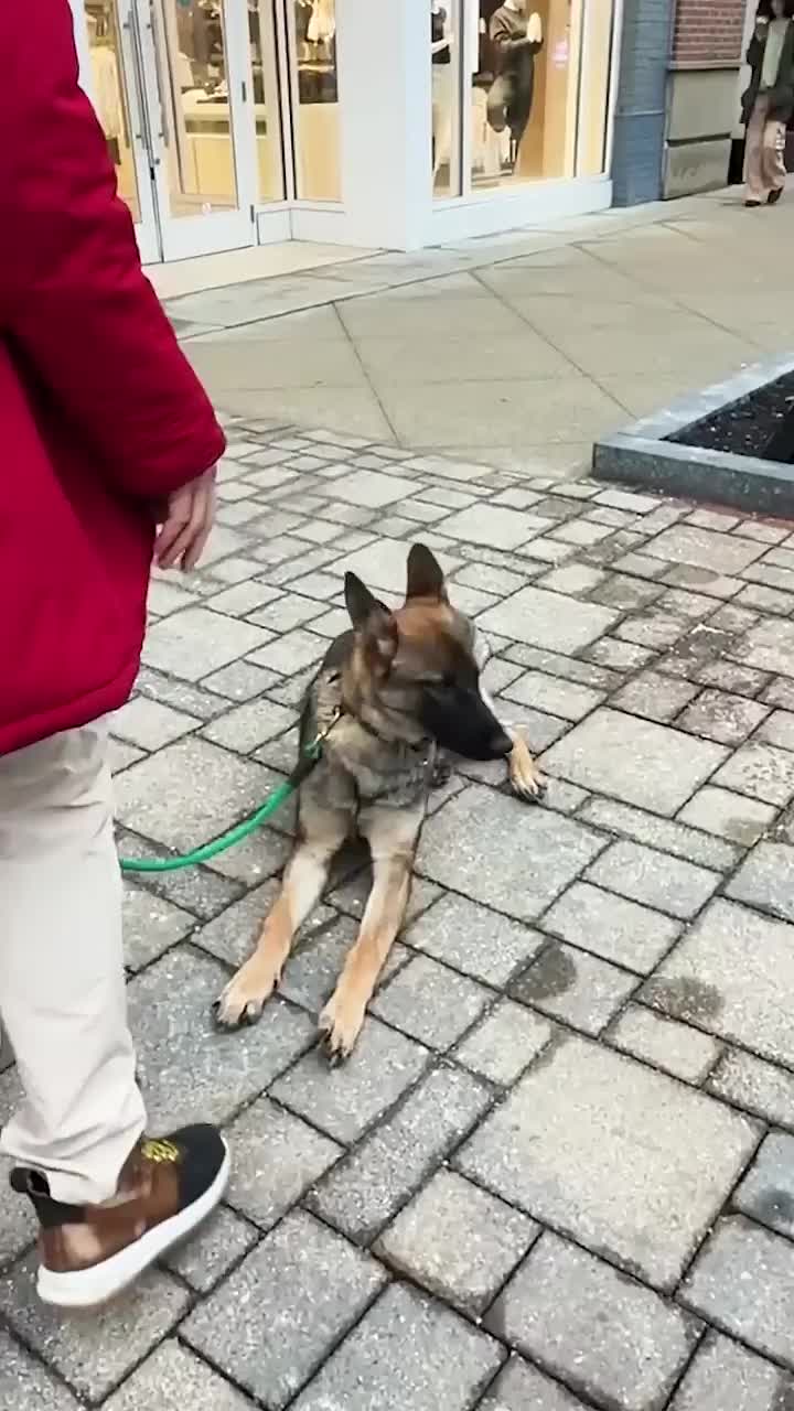 @Miracle K9 Training