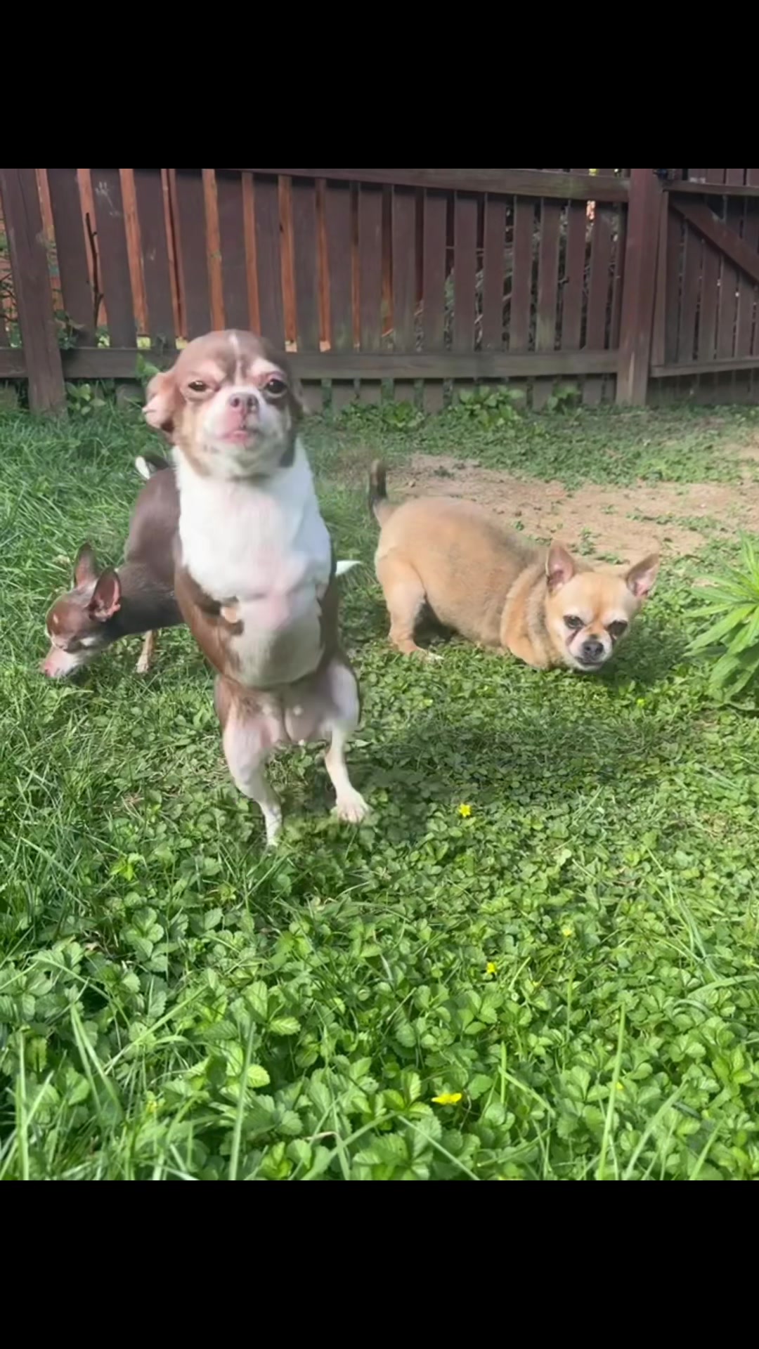 @TurboRoo the 2Legged Chihuahua