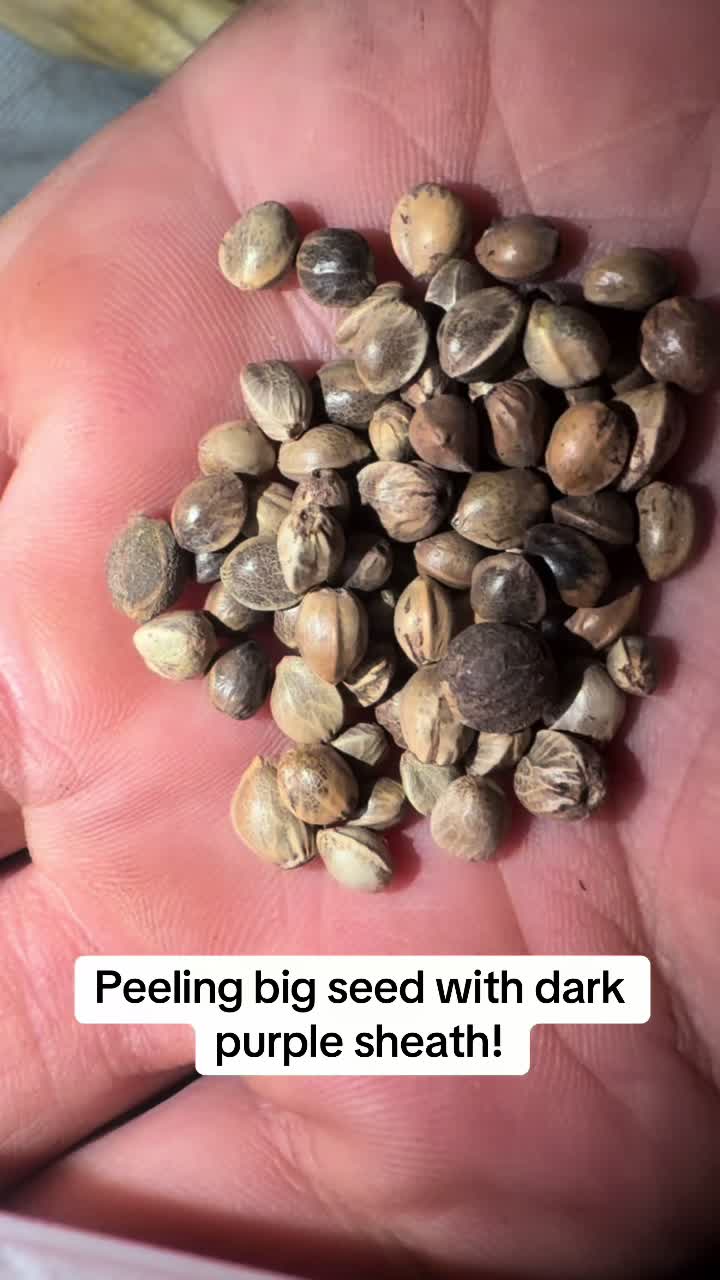 @SEEDTIVA