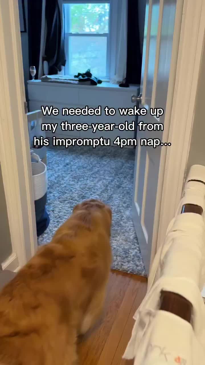 @Dev | mom + dog mom