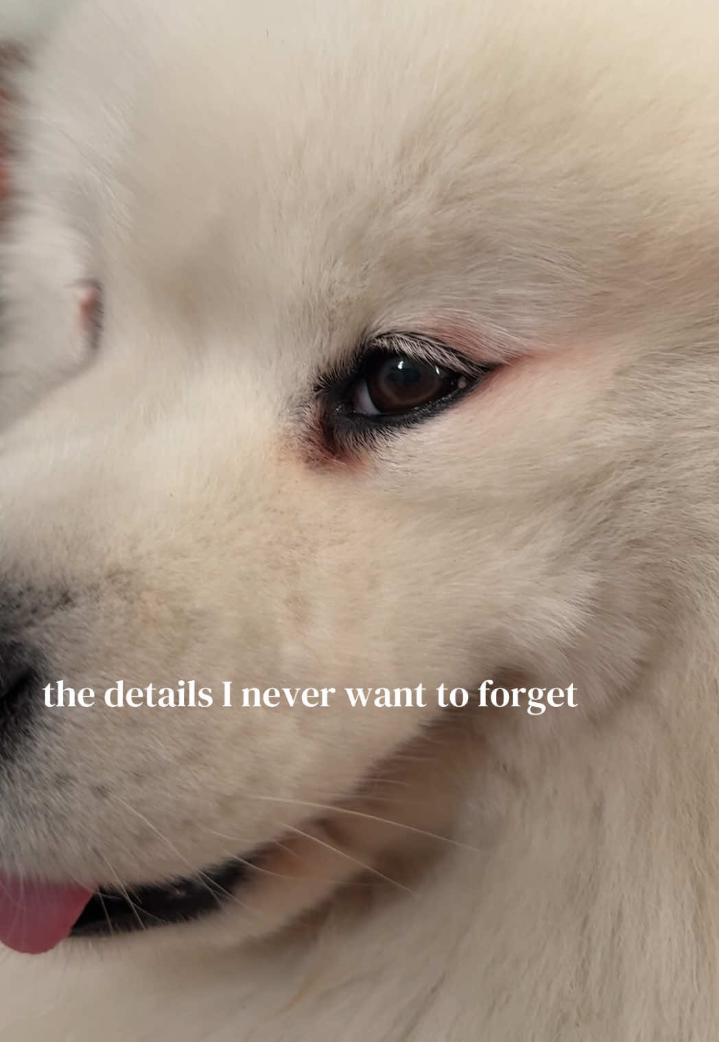 @Biff the Samoyed