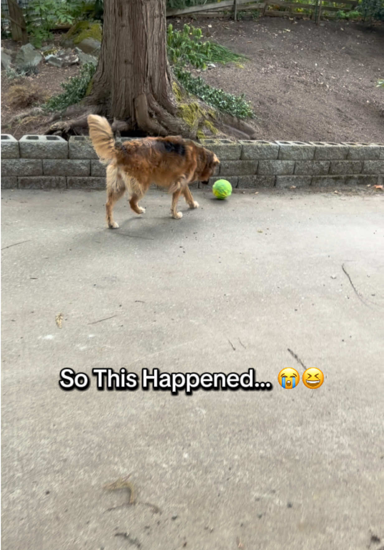 @lifewithgoldenshepherds