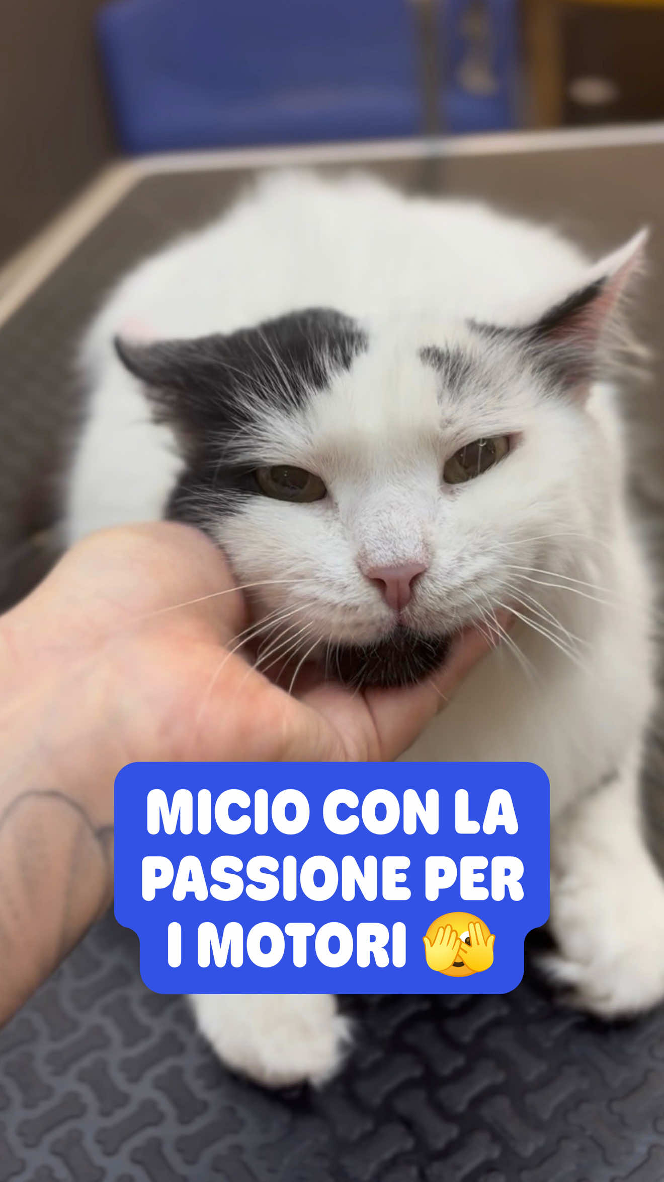@Palle di pelo - Toelettatura