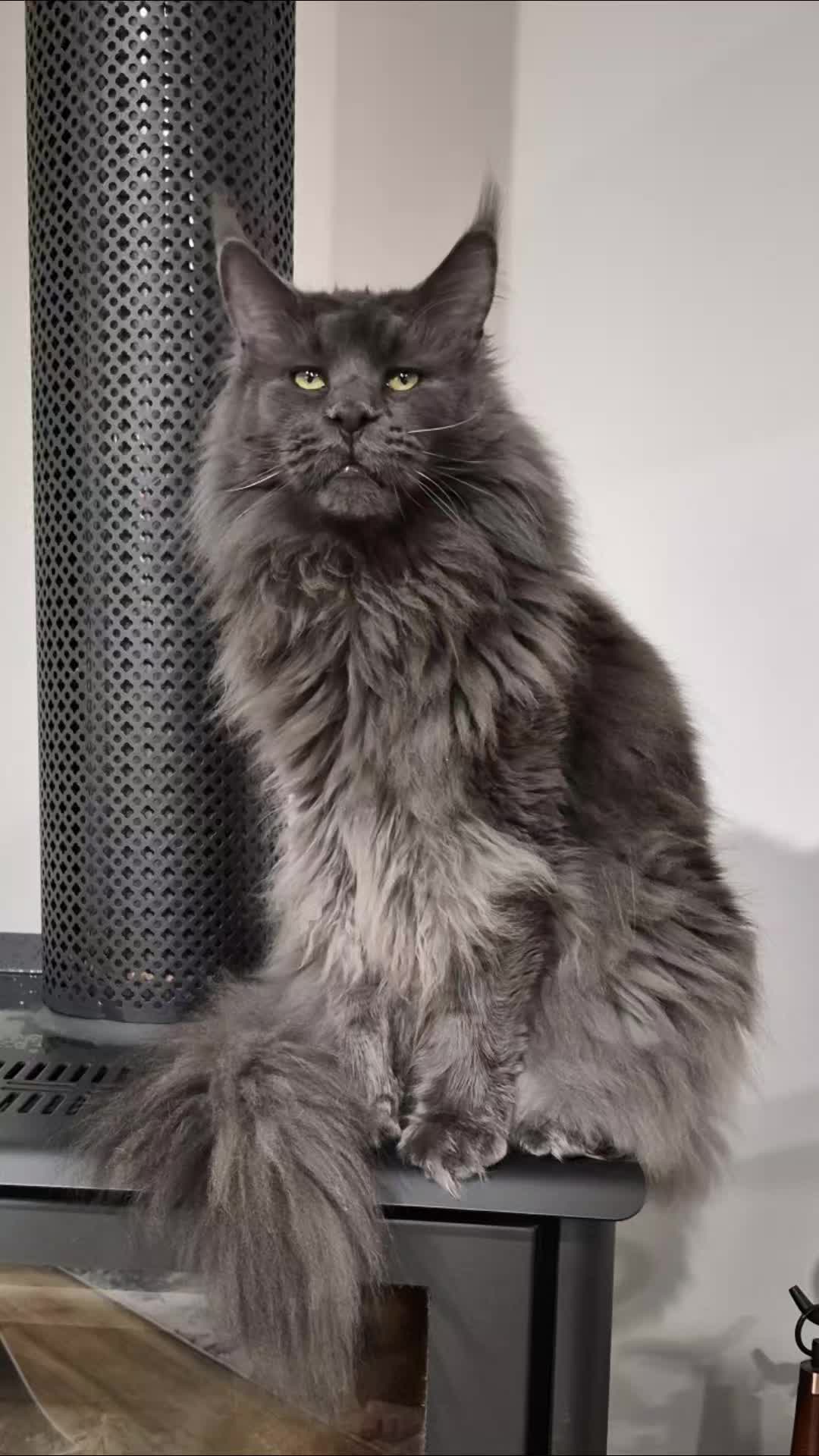 @Ragnar the Maine Coon 🐈