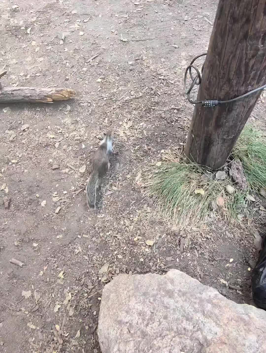 @El Bola de La palma Michoacan