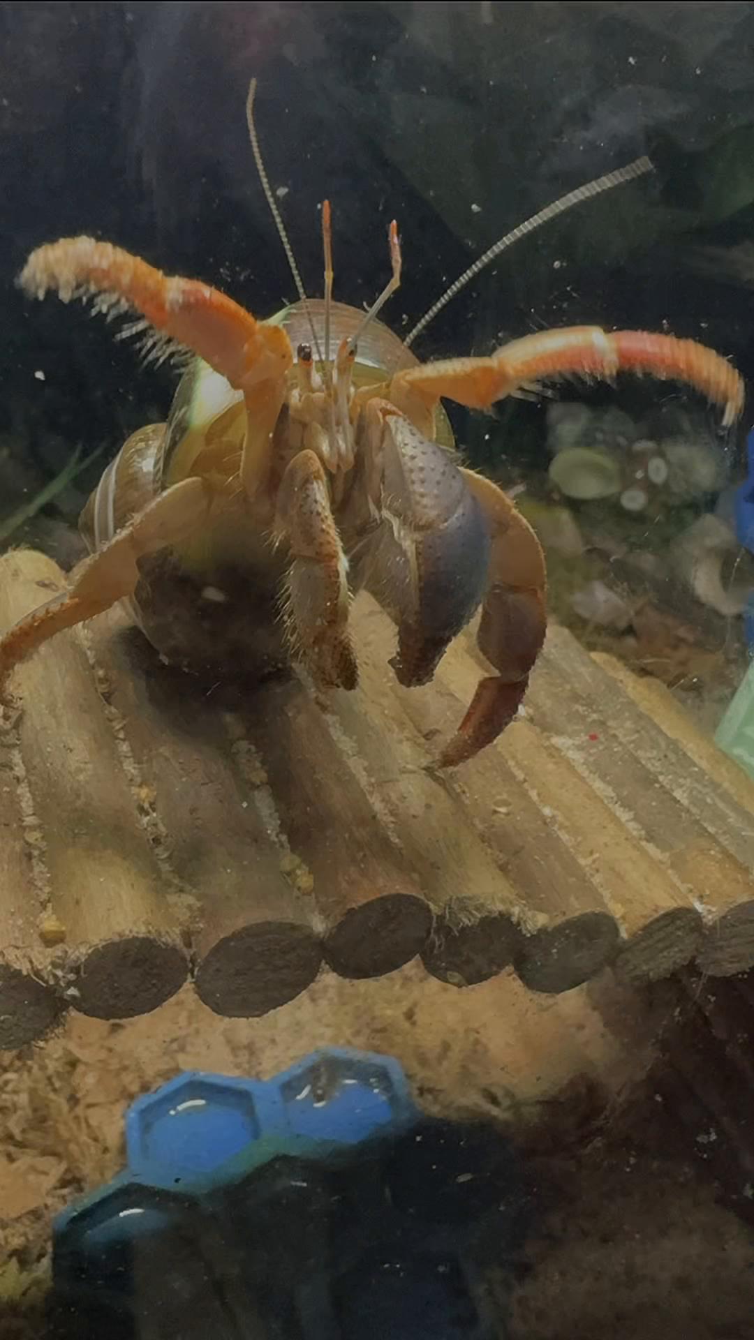 @Millennial Mama 👧 👧 🐚 🦀