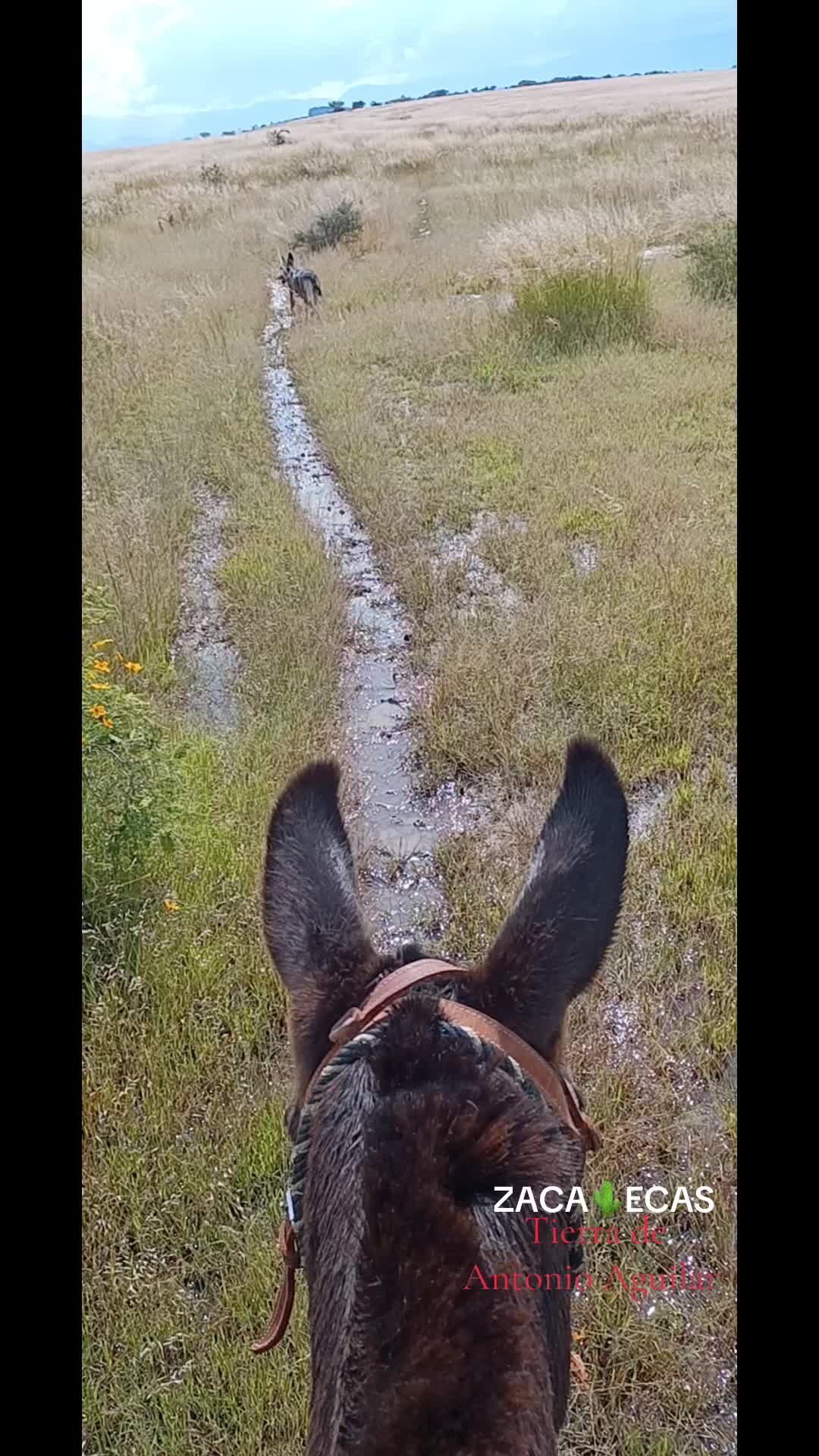 @El zurdo🌵🐴