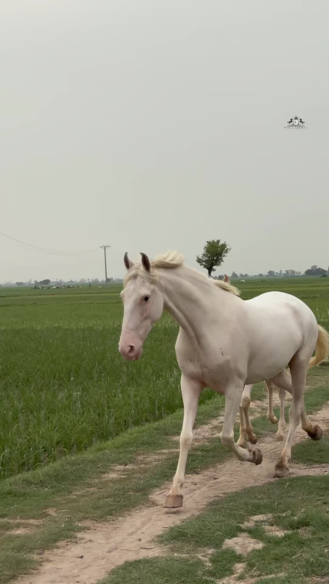 @Ishq_e_ghora 🐎