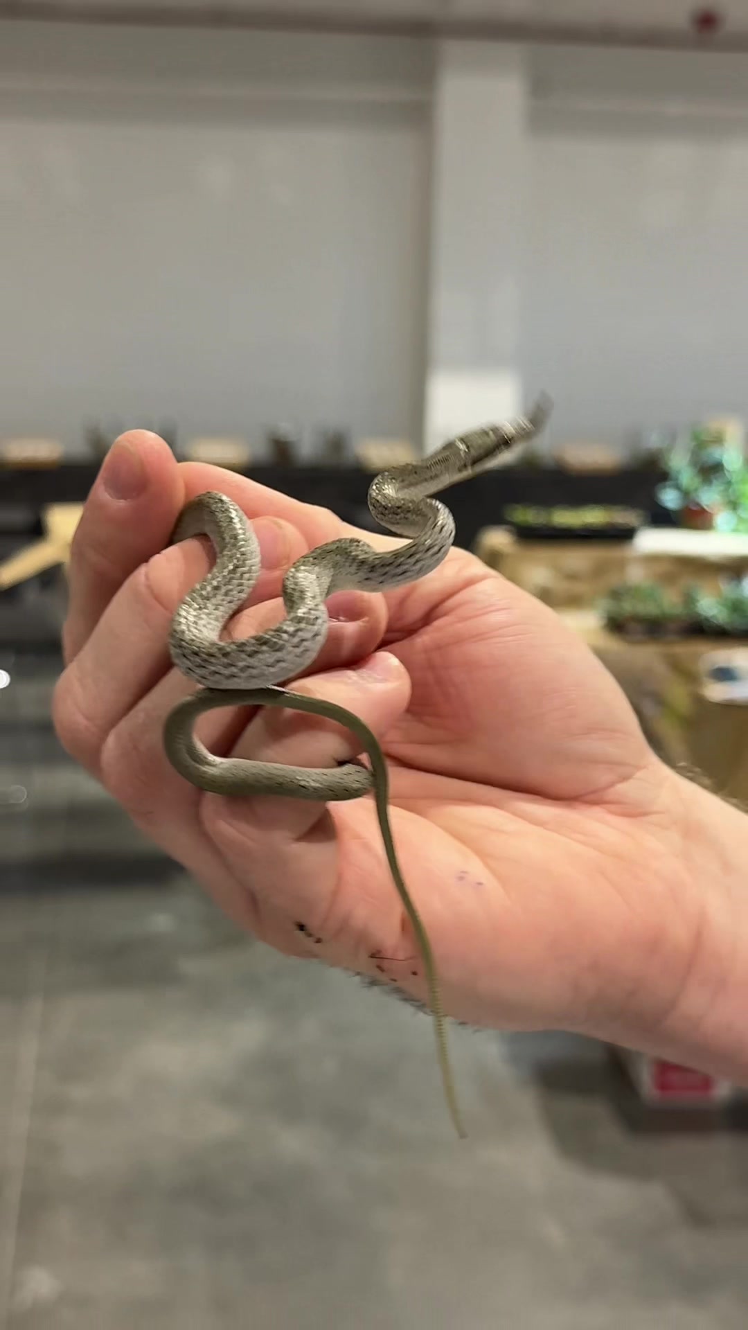 @MasgenReptiles