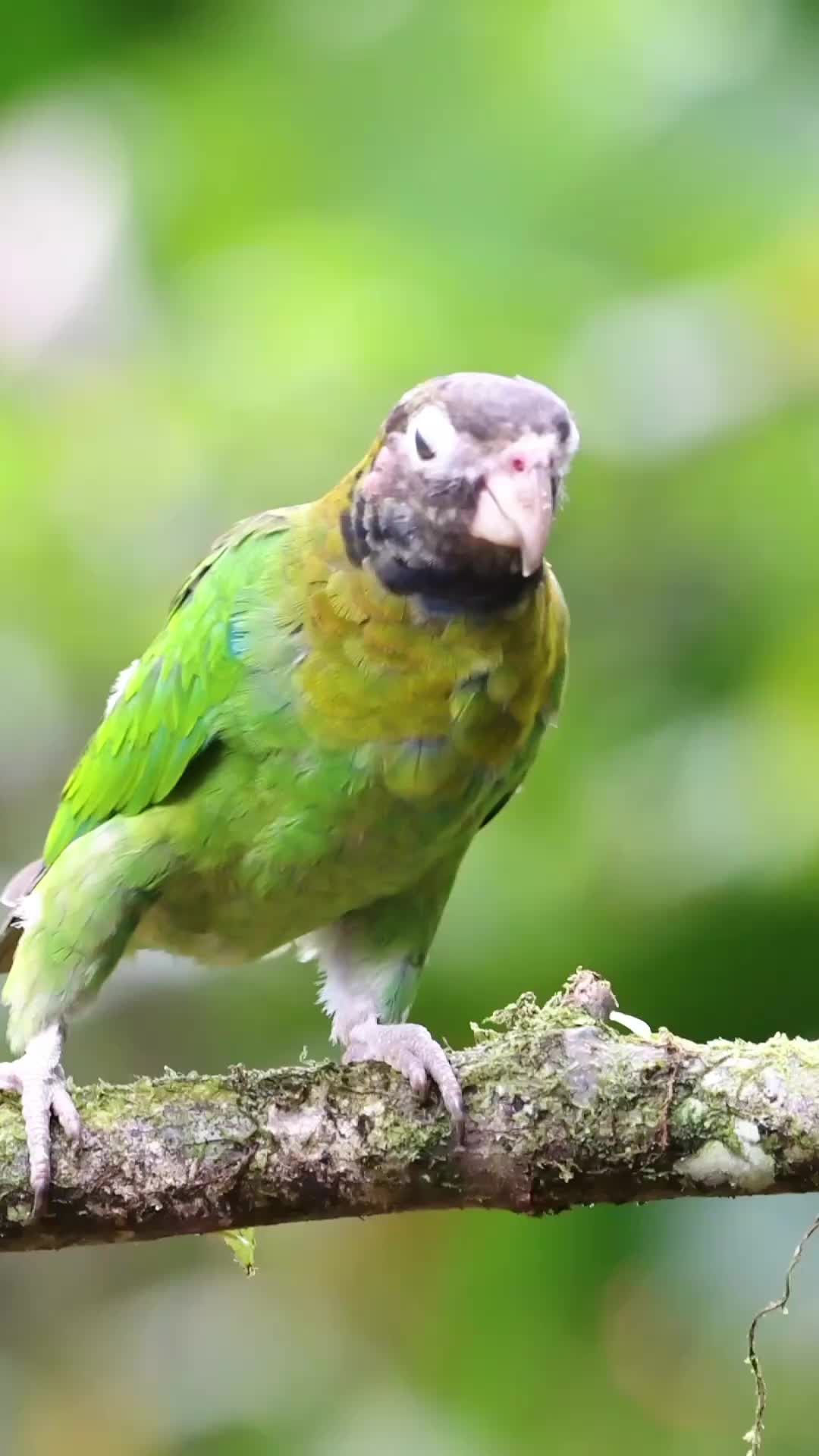 @Learn Parrots