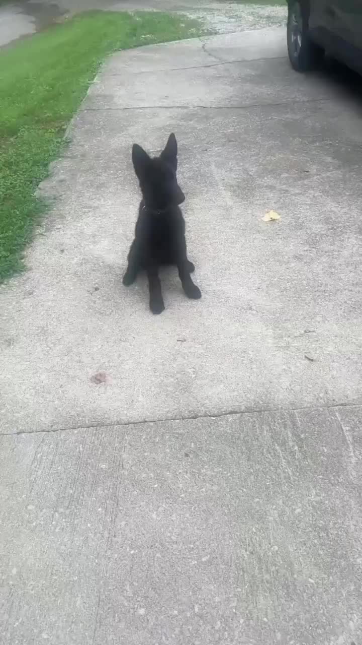 @Rebel kennel