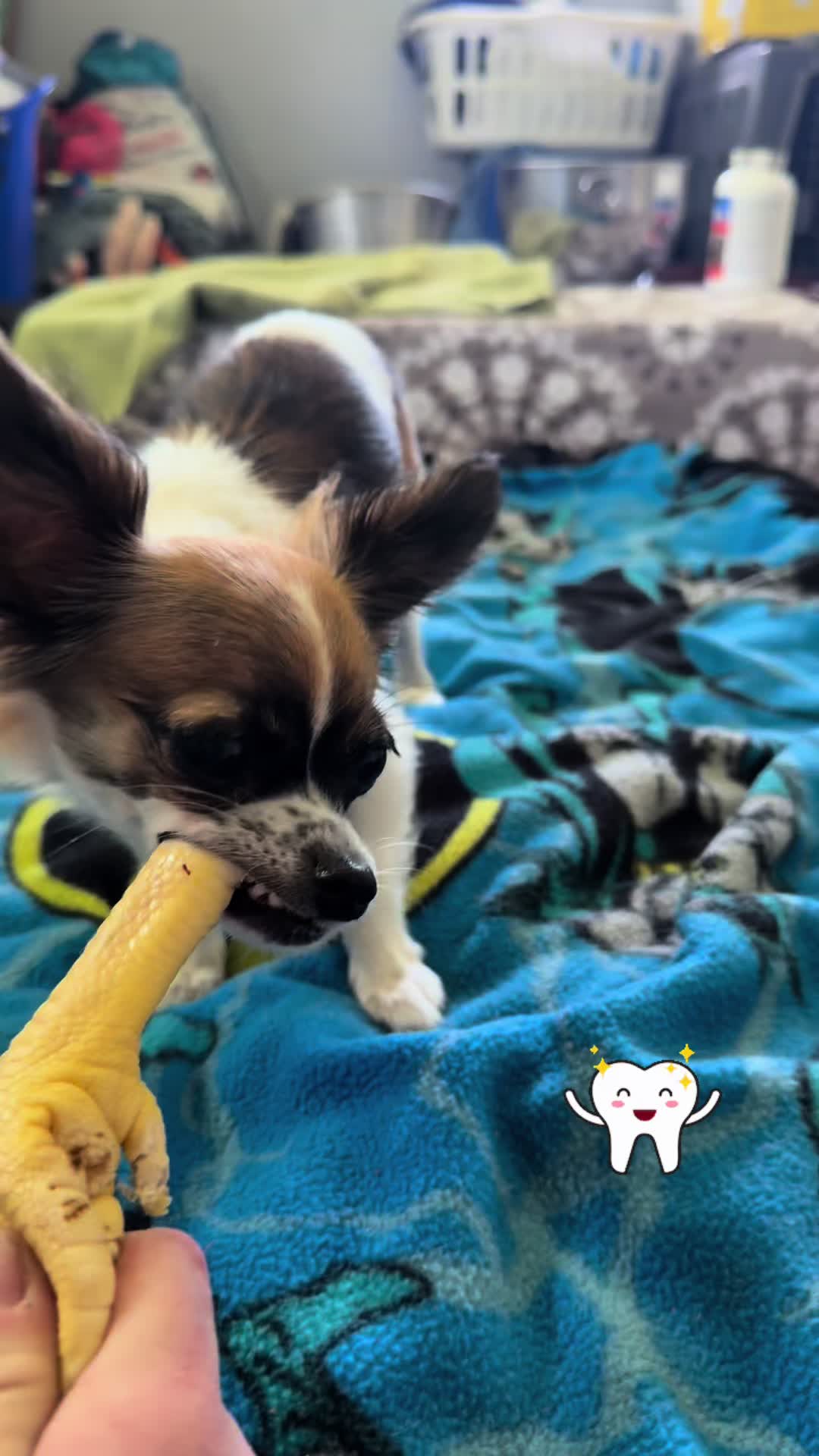 @the_crazy_k9_crew