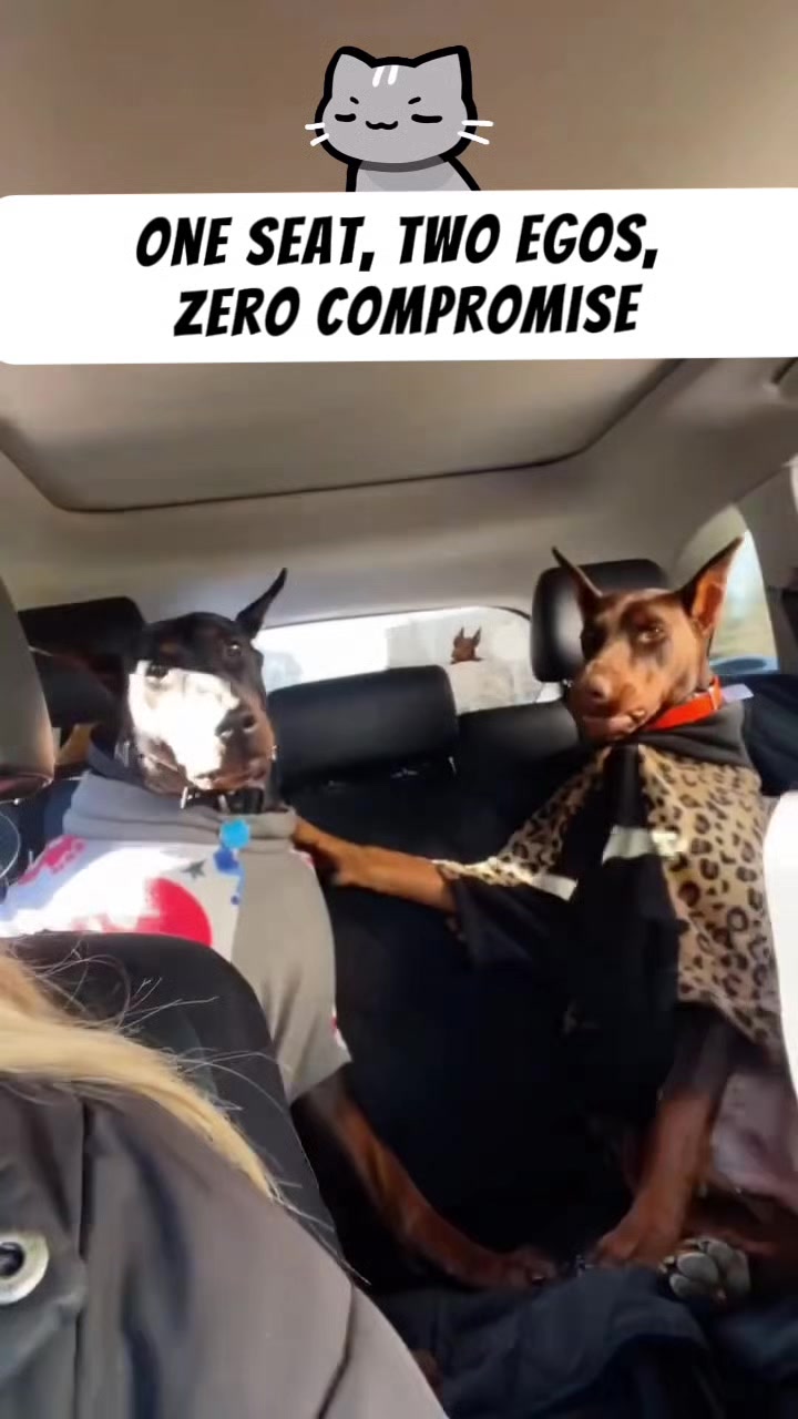 @VEILCLIPZ