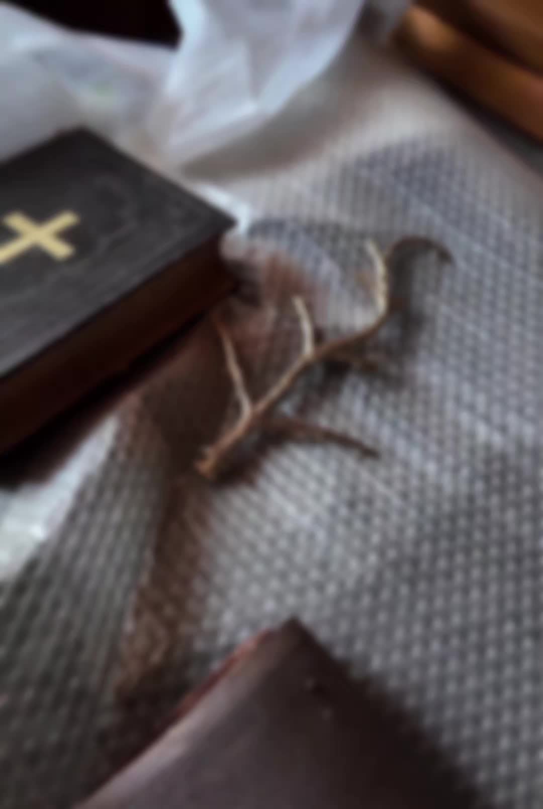 @ֆ𐀀ʀօʍɛʀʊʀɮɛx🕷️