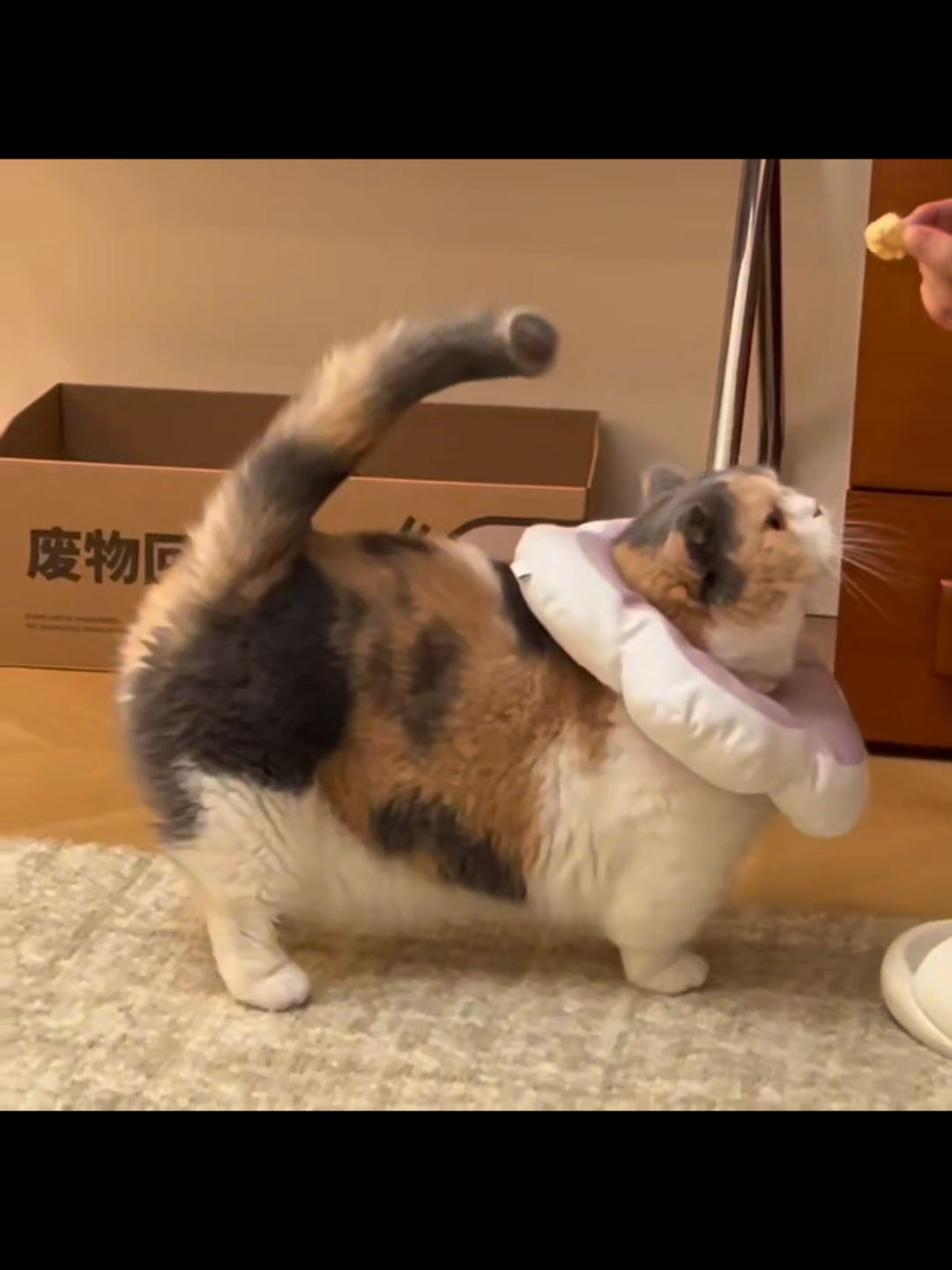 @Chonky World Of Cats