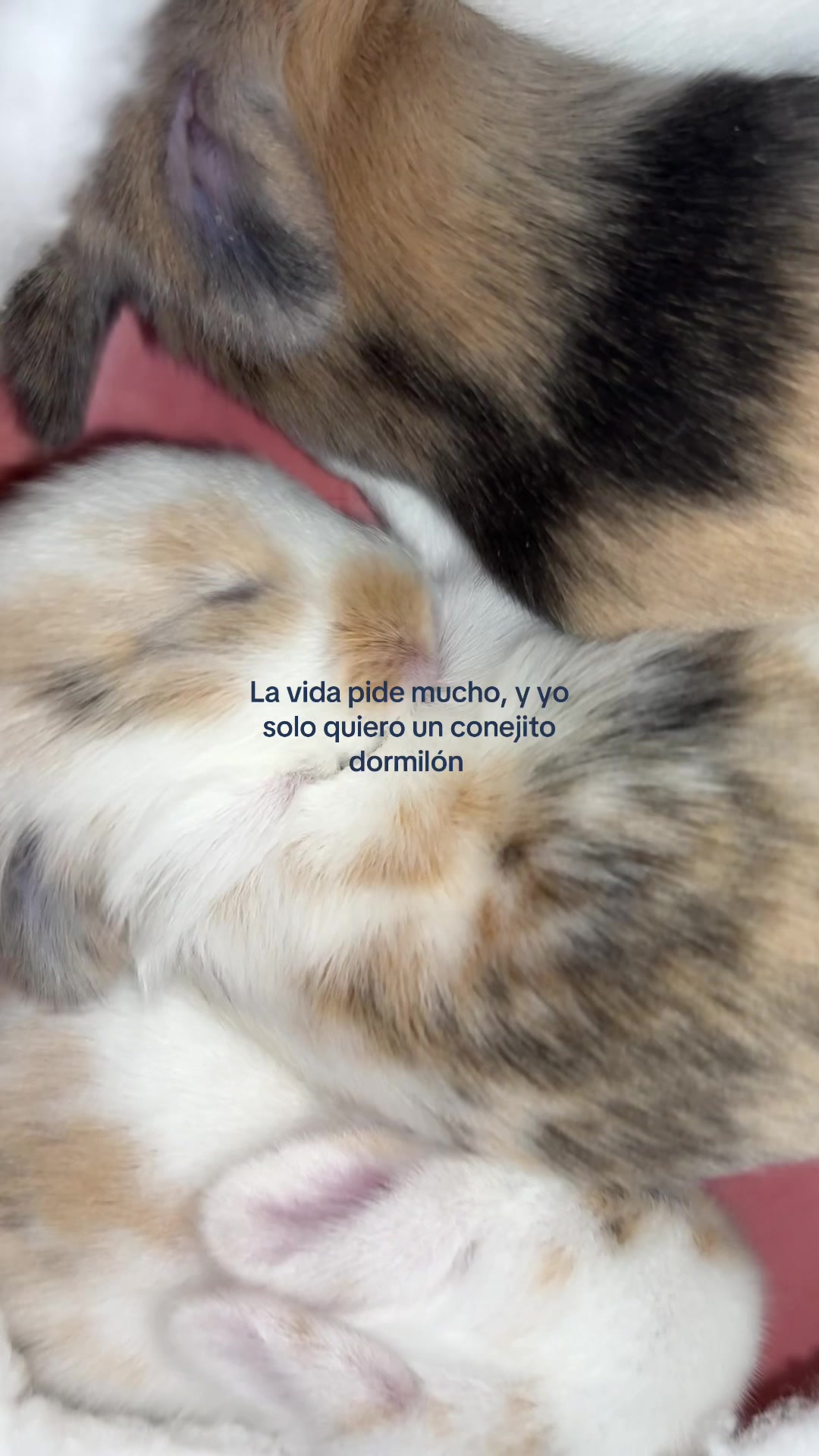 @La Madriguera de Judy 🐰