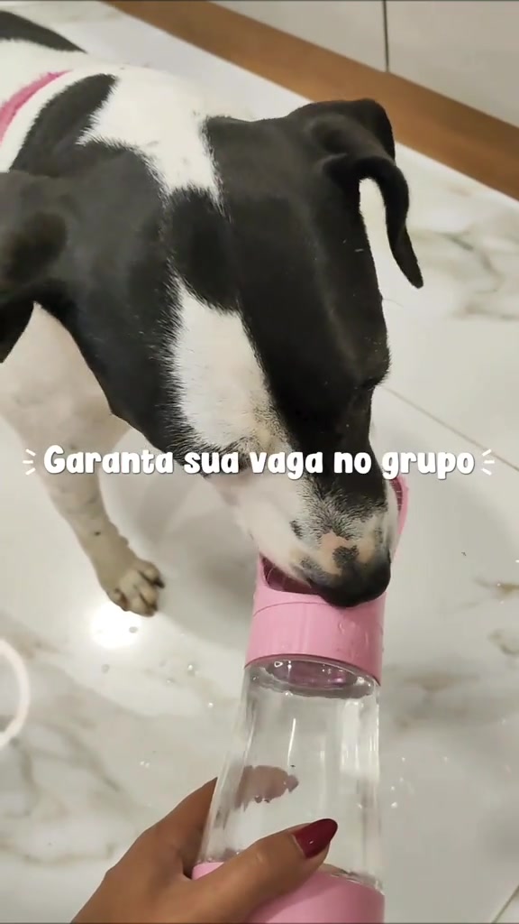 @cantinho pet