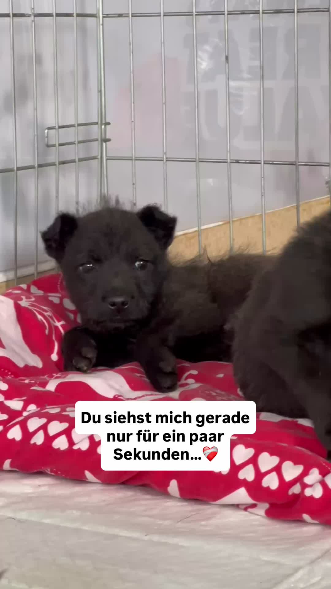 @Tierseelen 🐕