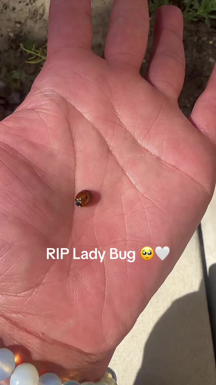 @Lavenderhazzeyy