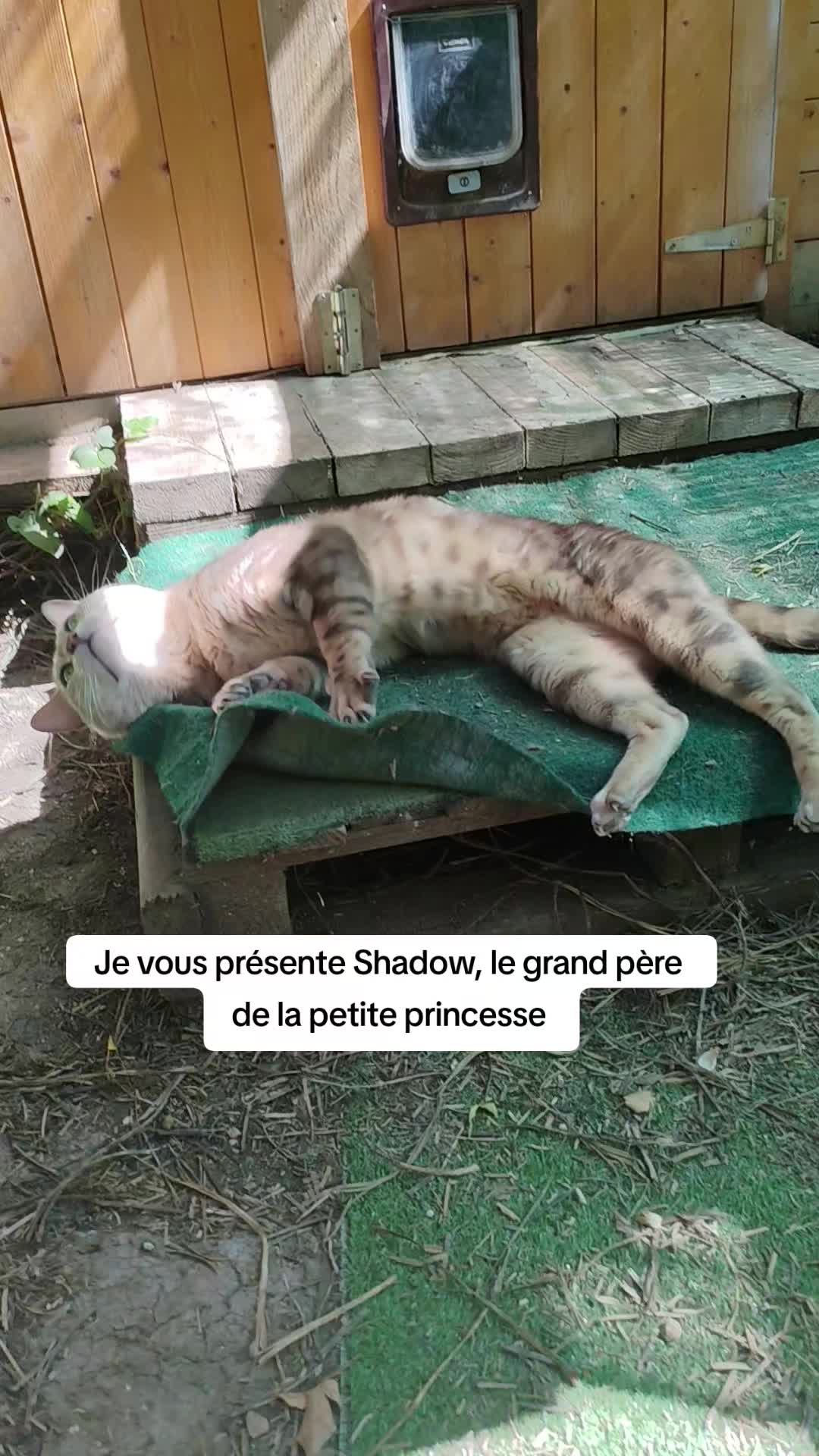 @Galactic Bengal