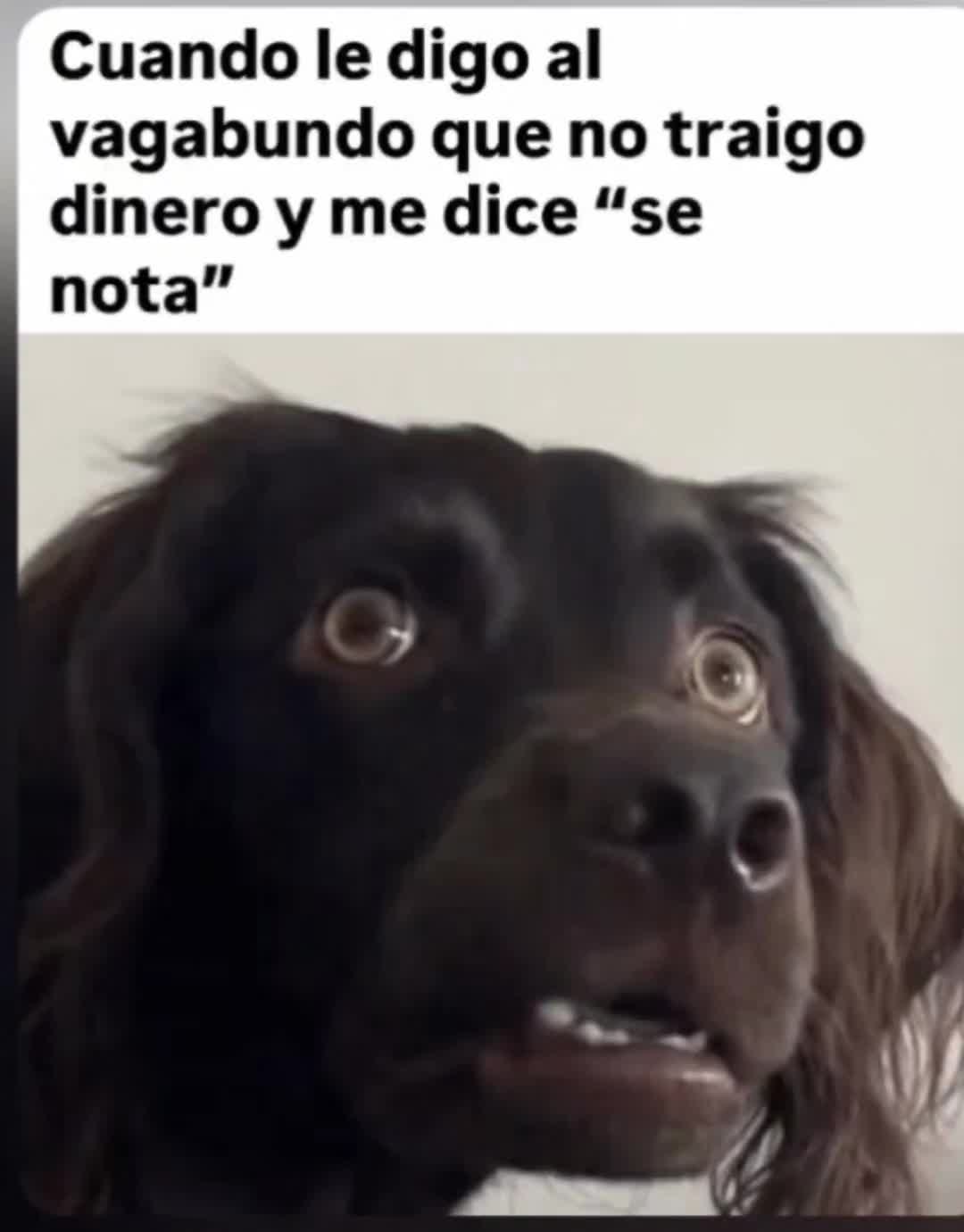 @el panda solitario