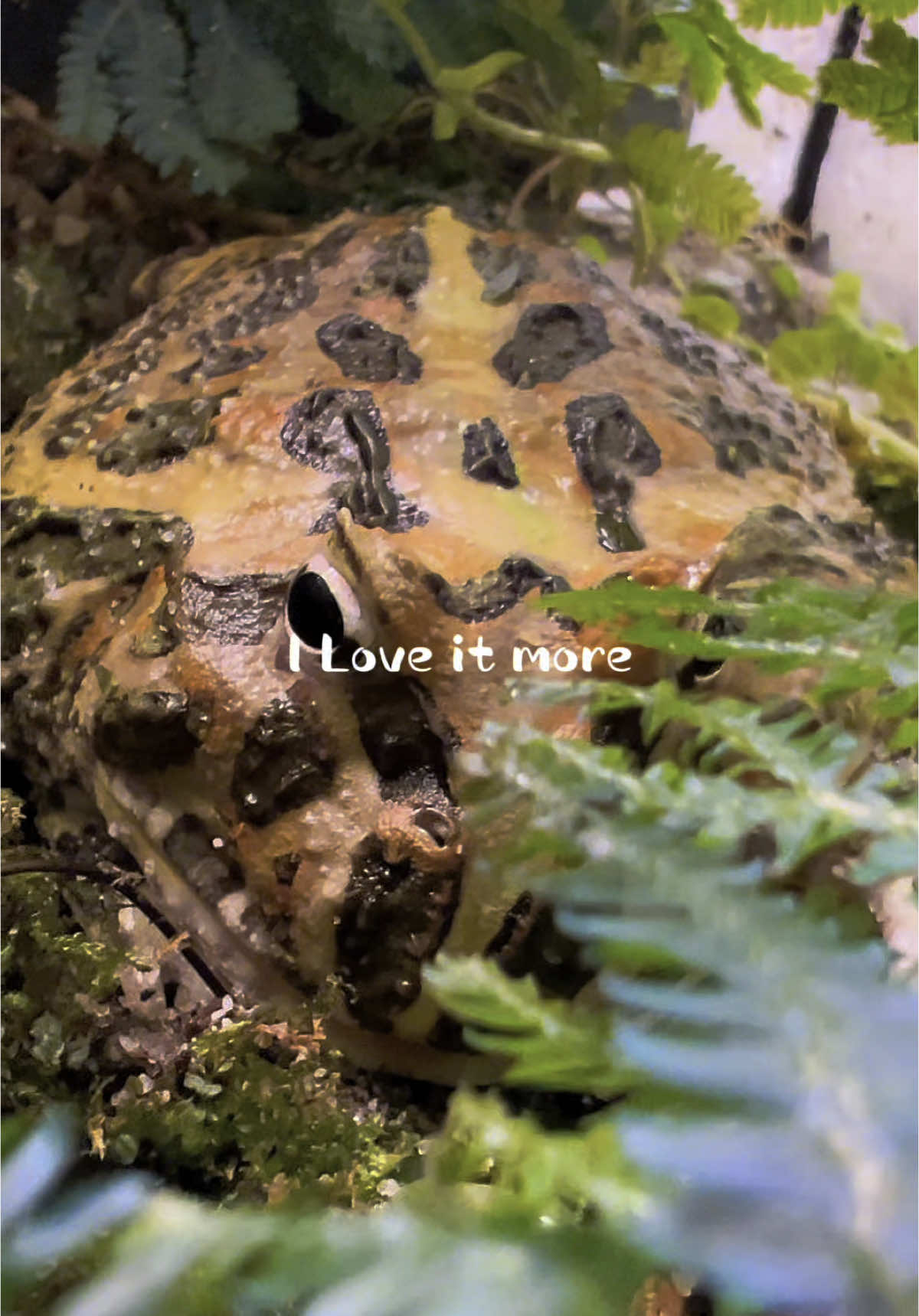 @heretic_hortus