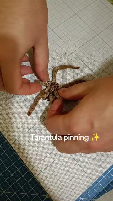 @TarantulaBox